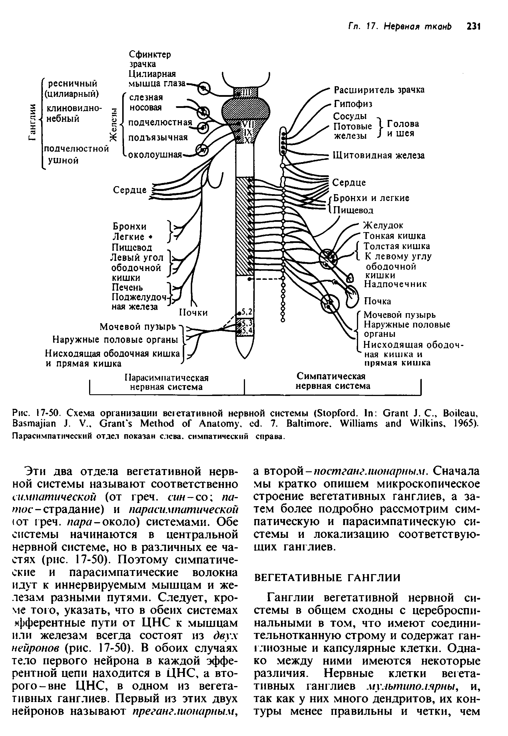 Рис. 17-50. Схема организации вегетативной нервной системы (S . I G J. C., B ,...