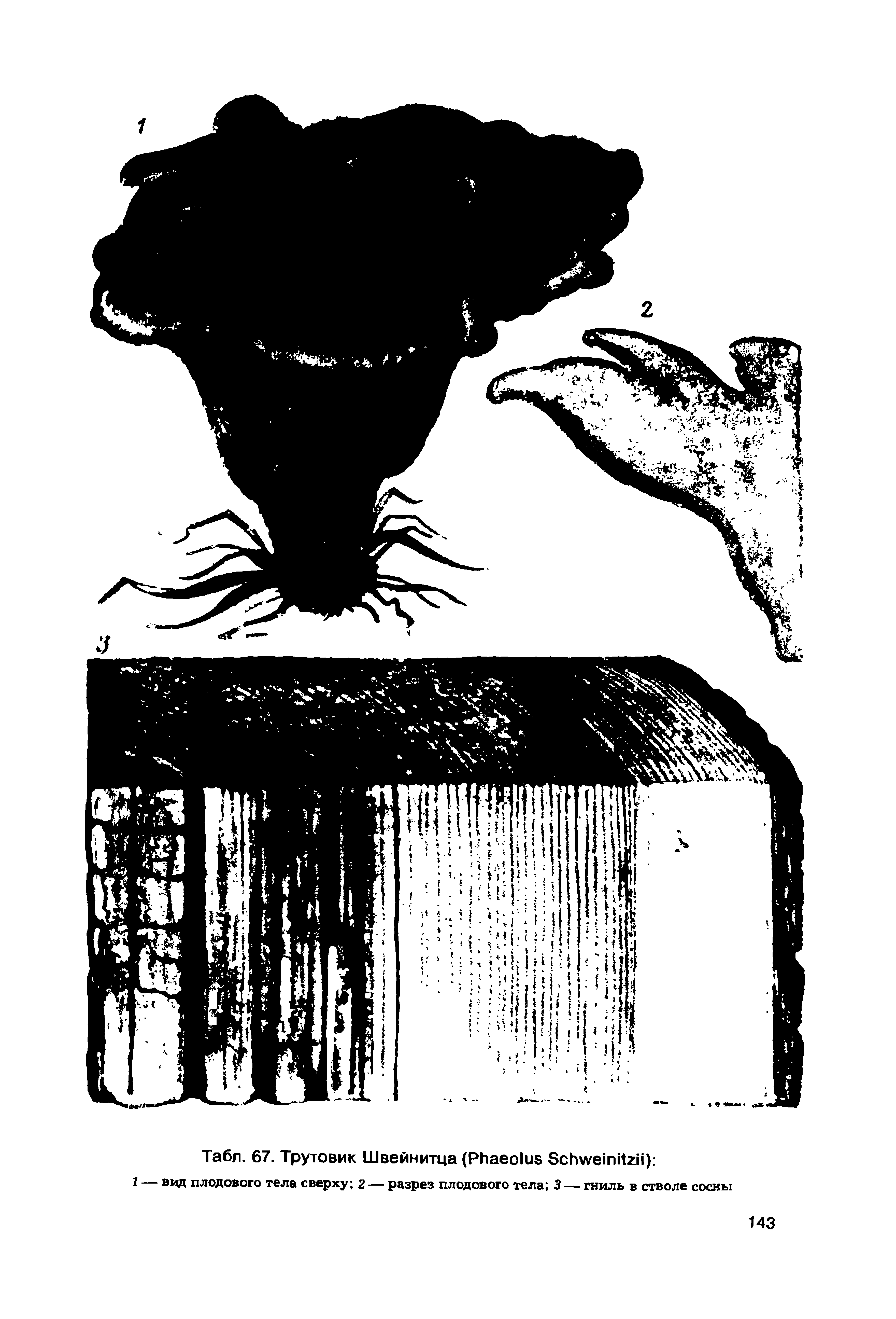 Табл. 67. Трутовик Швейнитца (РЬаео1ив 5сЬи е1пИгн).