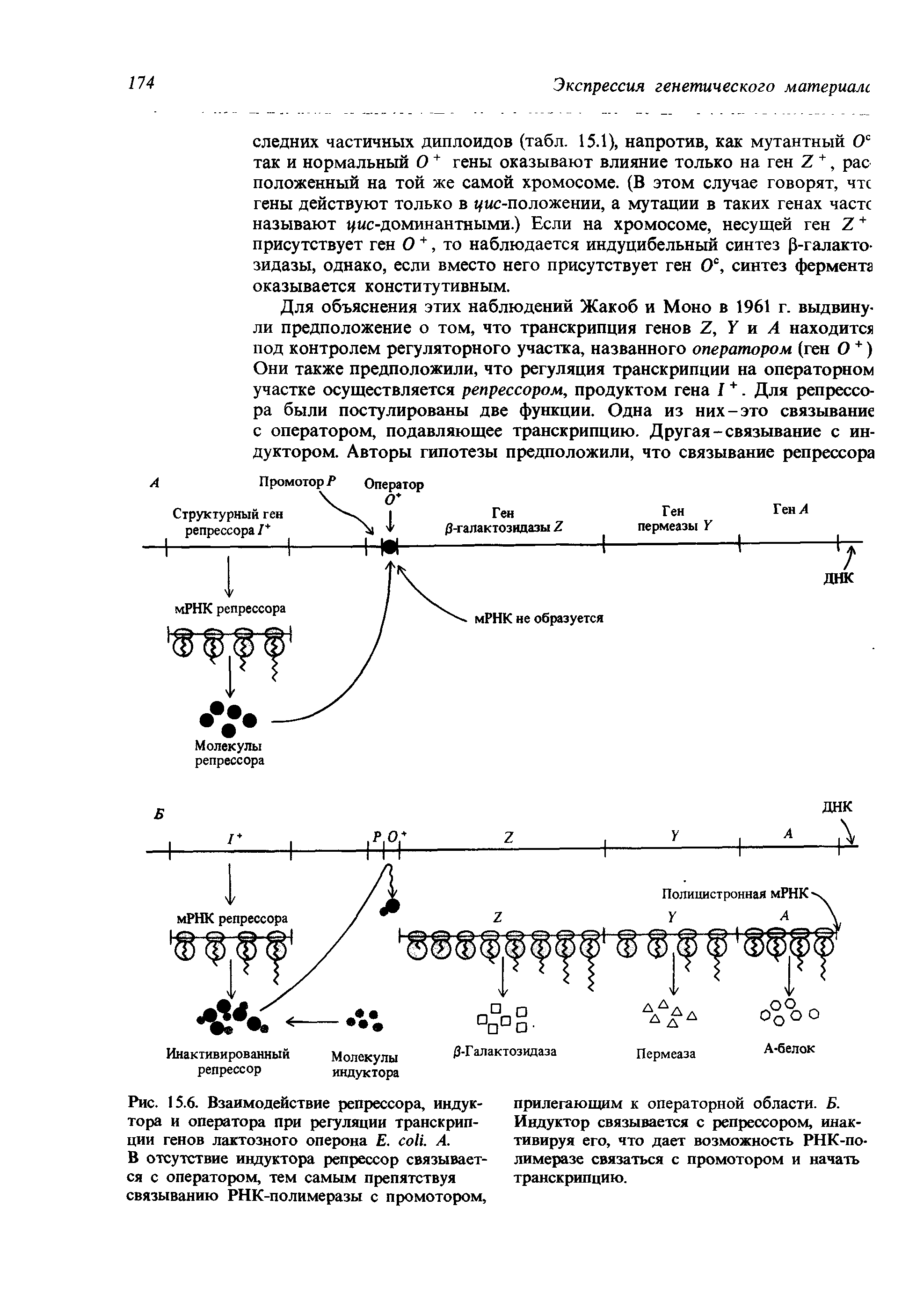Рис. 15.6. Взаимодействие репрессора, индуктора и оператора при регуляции транскрипции генов лактозного оперона Е. . А.