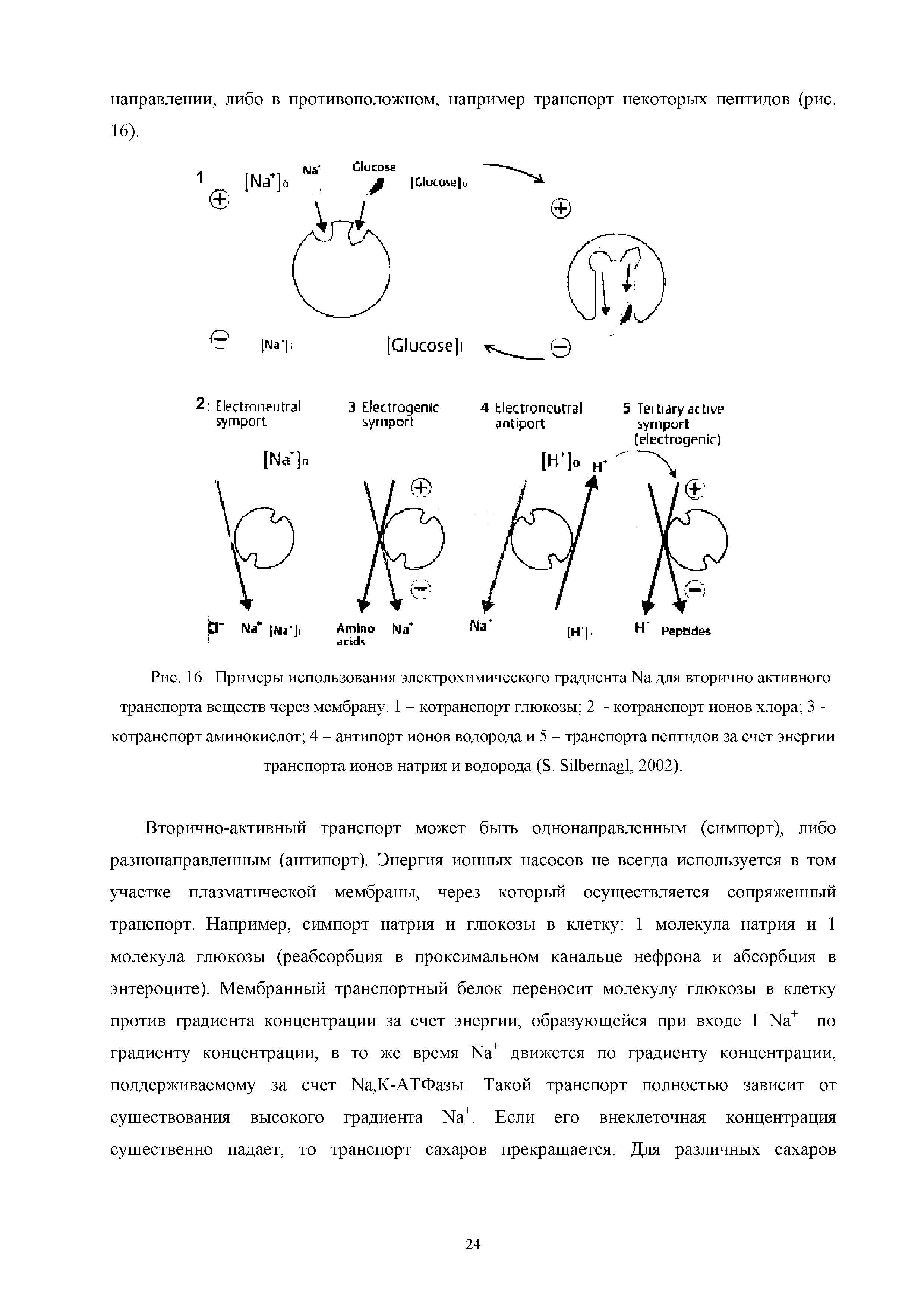 Рис. 16. Примеры использования электрохимического градиента № для вторично активного транспорта веществ через мембрану. 1 - котранспорт глюкозы 2 - котранспорт ионов хлора 3 -котранспорт аминокислот 4 - антипорт ионов водорода и 5 - транспорта пептидов за счет энергии транспорта ионов натрия и водорода (8. 8ПЬеп 1, 2002).