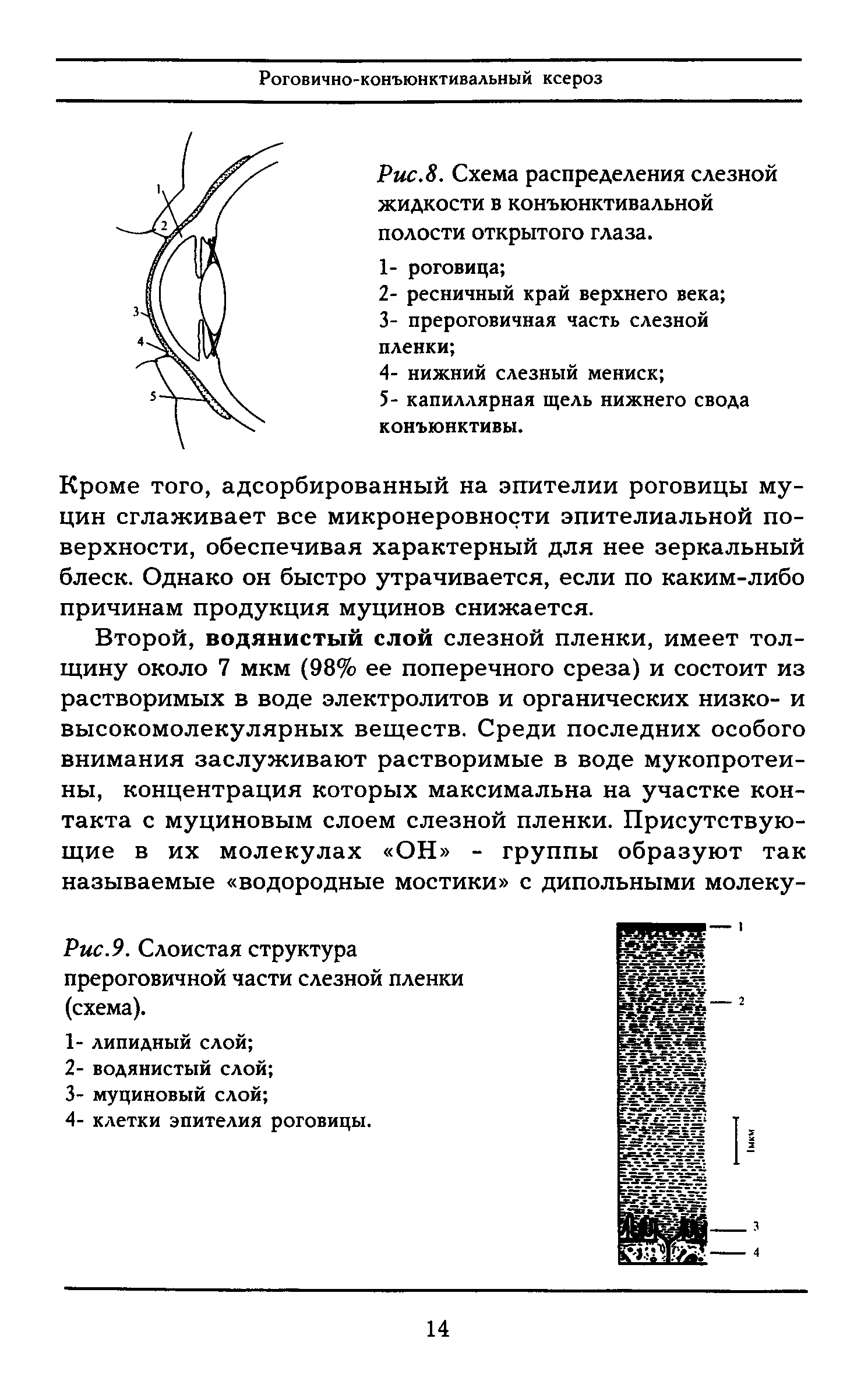 Рис.9. Слоистая структура прероговичной части слезной пленки (схема).