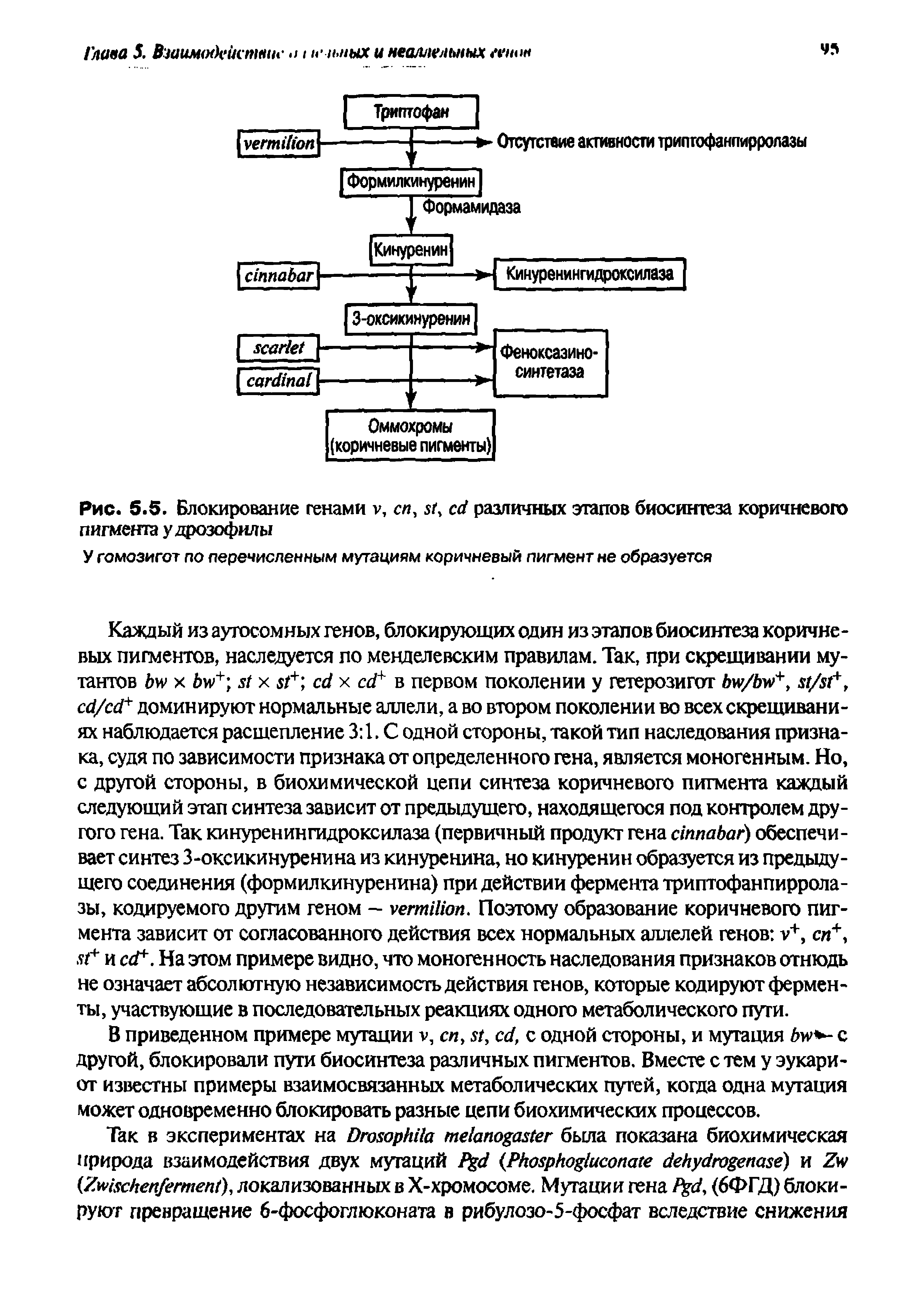 Рис. 5.5. Блокирование генами у, сп, различных этапов биосинтеза коричневого пигмента у дрозофилы...