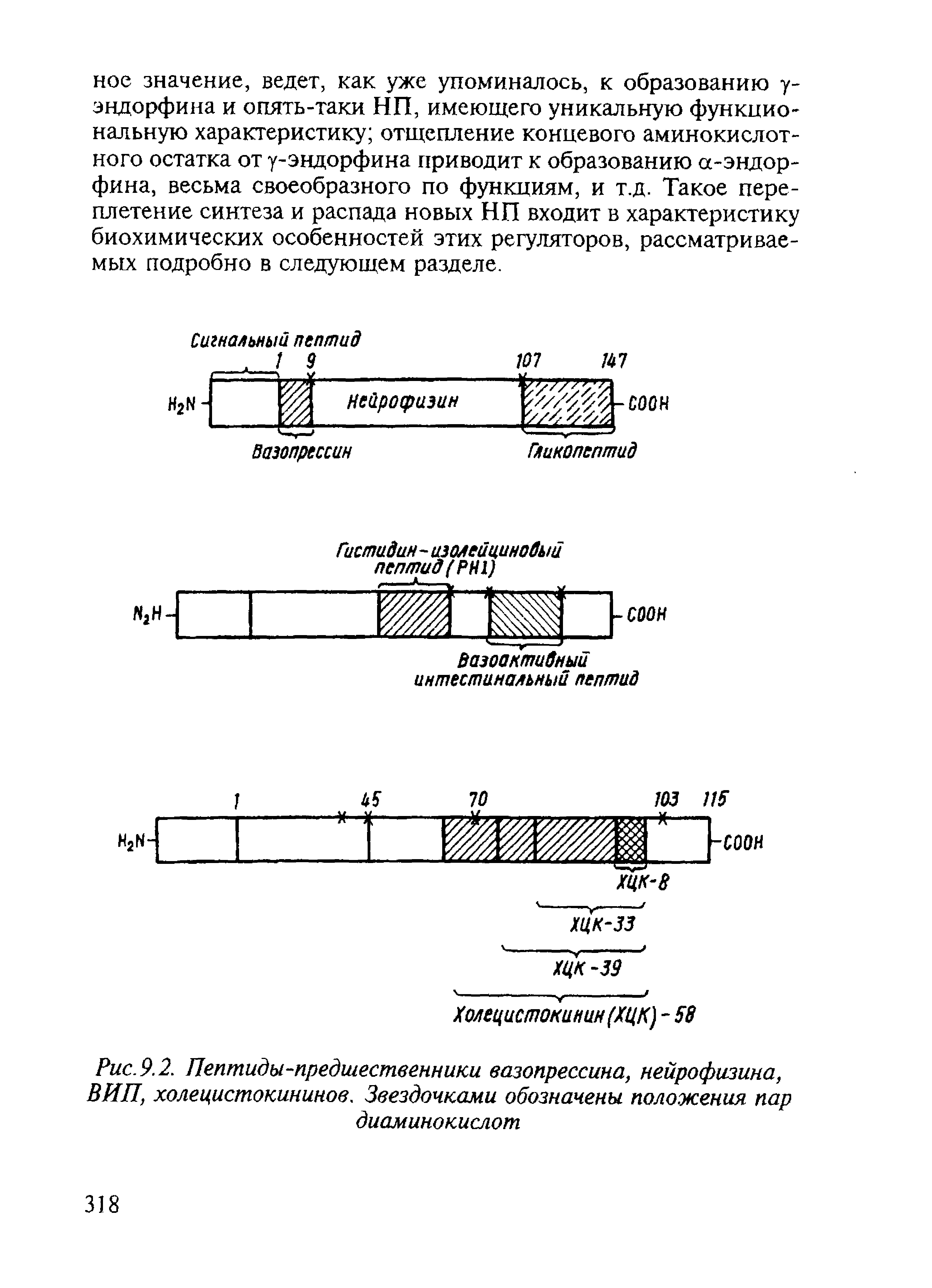 Рис. 9.2. Пептиды-предшественники вазопрессина, нейрофизина, ВИП, холецистокининов. Звездочками обозначены положения пар диаминокислот...