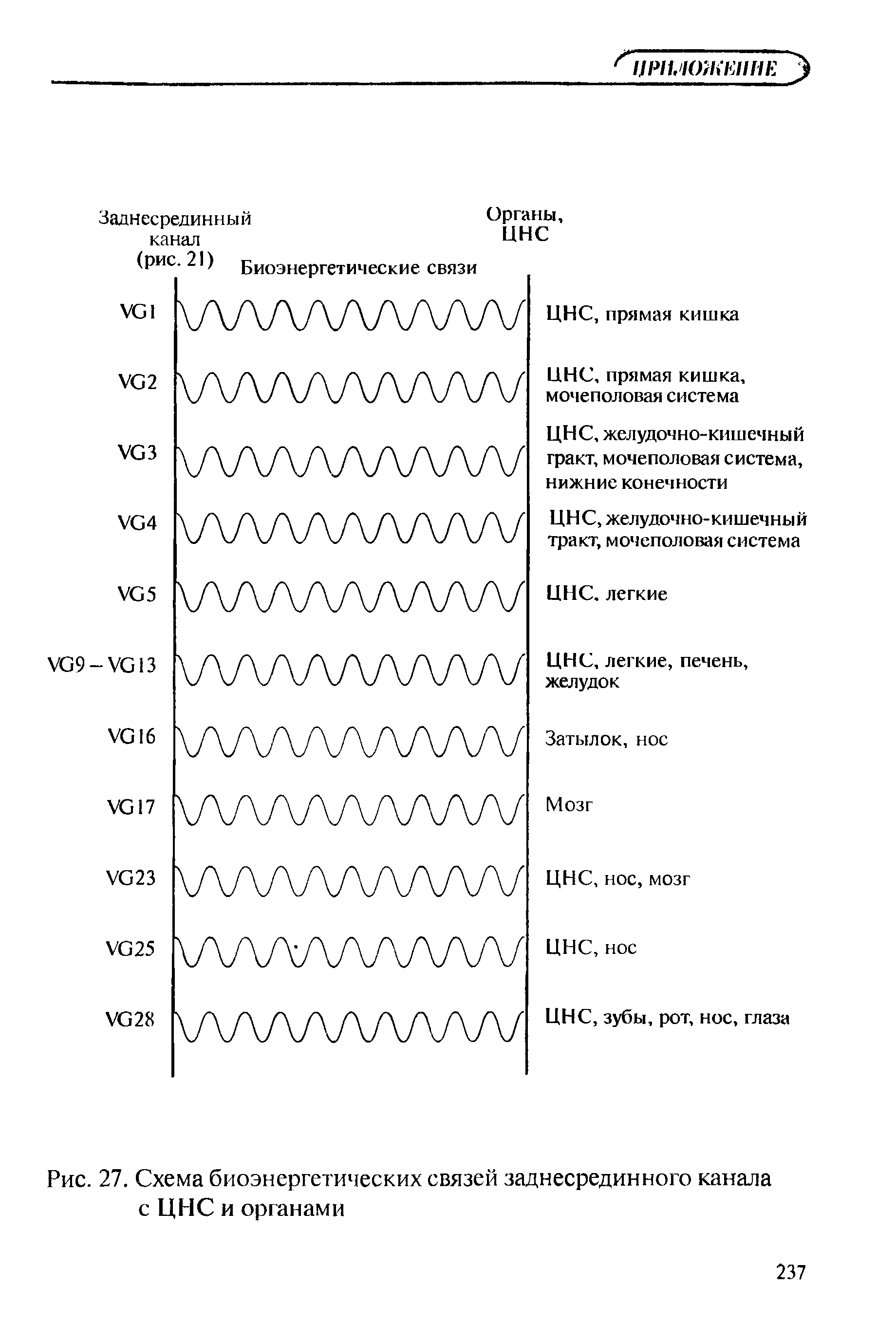 Рис. 27. Схема биоэнергетических связей заднесрединного канала с ЦНС и органами...
