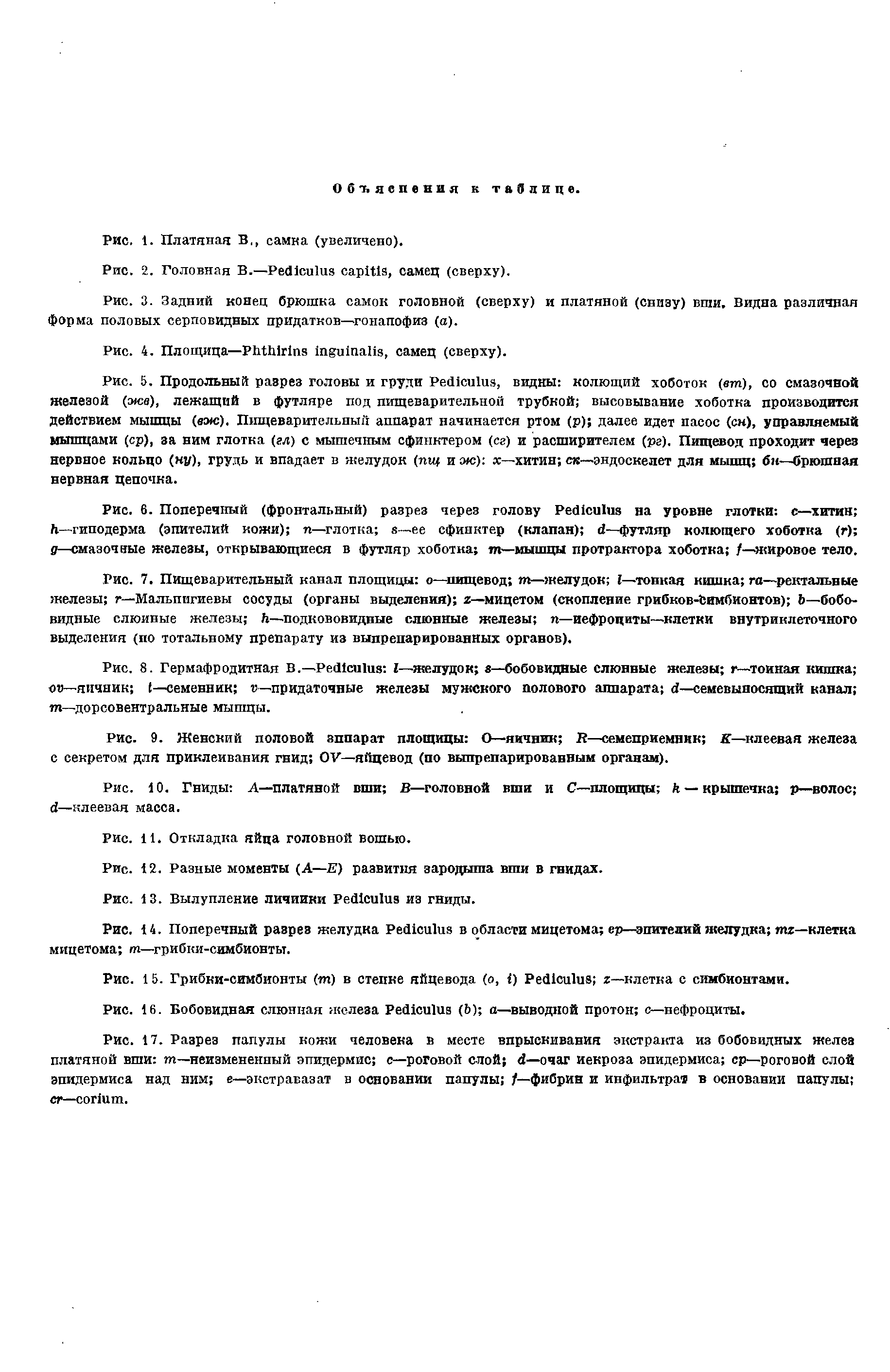 Рис. 8. Гермафродитная В.—P I—желудок —бобовидные слюнные железы г—тонная кишка о —яичник I—семенник —придаточные железы мужского полового аппарата —семевыпосящий канал т—дорсовентральные мышцы.