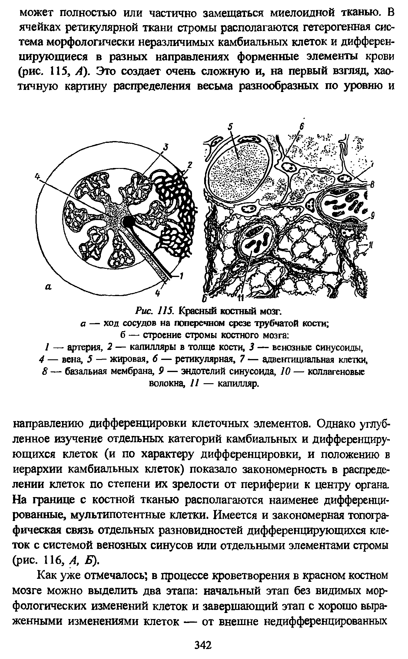 Рис. 115. Красный костный мозг. а — хоп сосудов на поперечном срезе трубчатой кости б — строение стромы костного мозга / — артерия, 2 — капилляры в толще кости, 3 — венозные синусоиды, 4 — вена, 5 — жировая, б — ретикулярная, 7 — адвентициальная клетки, 8 — базальная мембрана, 9 — эндотелий синусоида, 10 — коллагеновые волокна, // — капилляр.