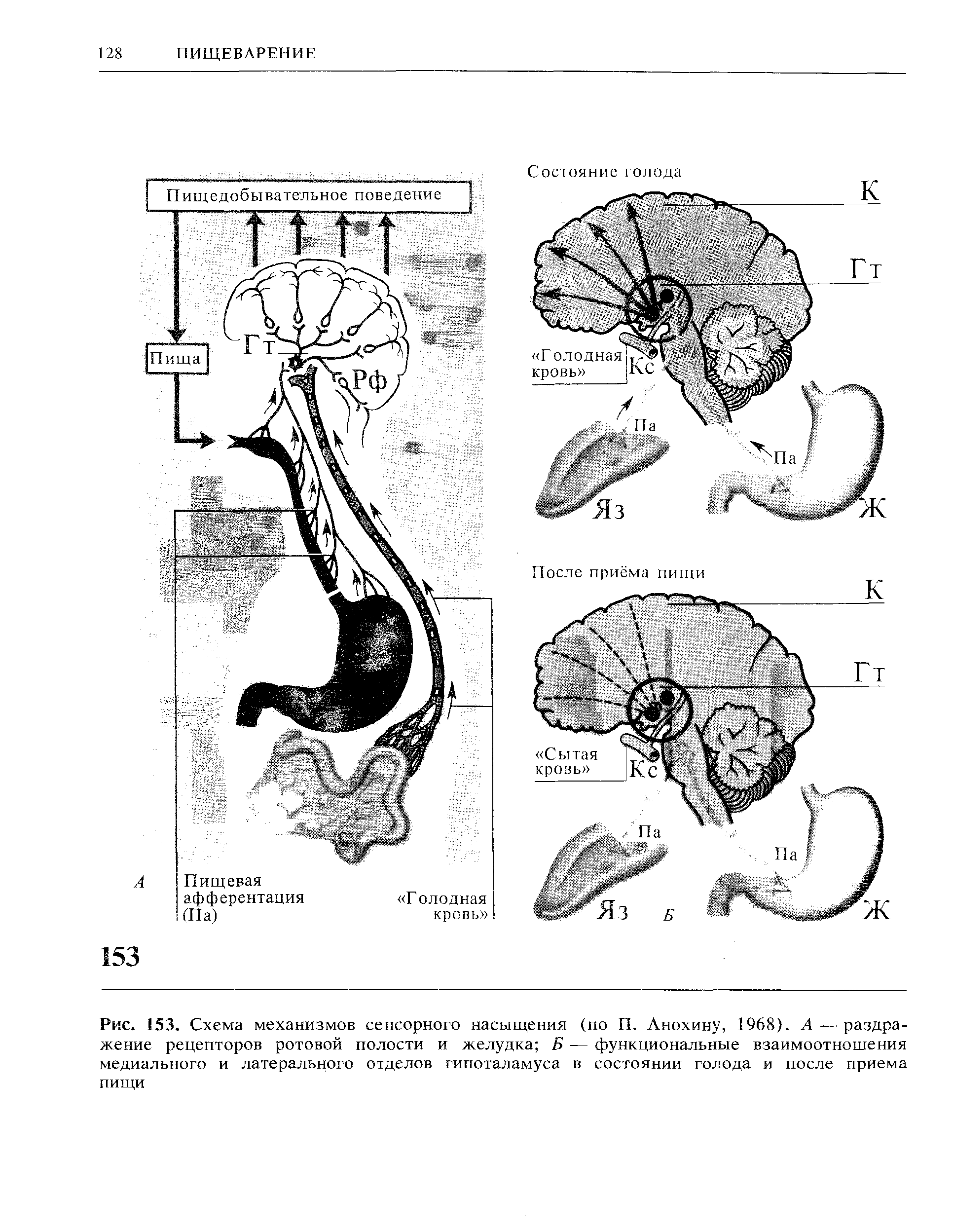 Рис. 153. Схема механизмов сенсорного насыщения (по П. Анохину, 1968). А—раздражение рецепторов ротовой полости и желудка Б — функциональные взаимоотношения медиального и латерального отделов гипоталамуса в состоянии голода и после приема пищи...