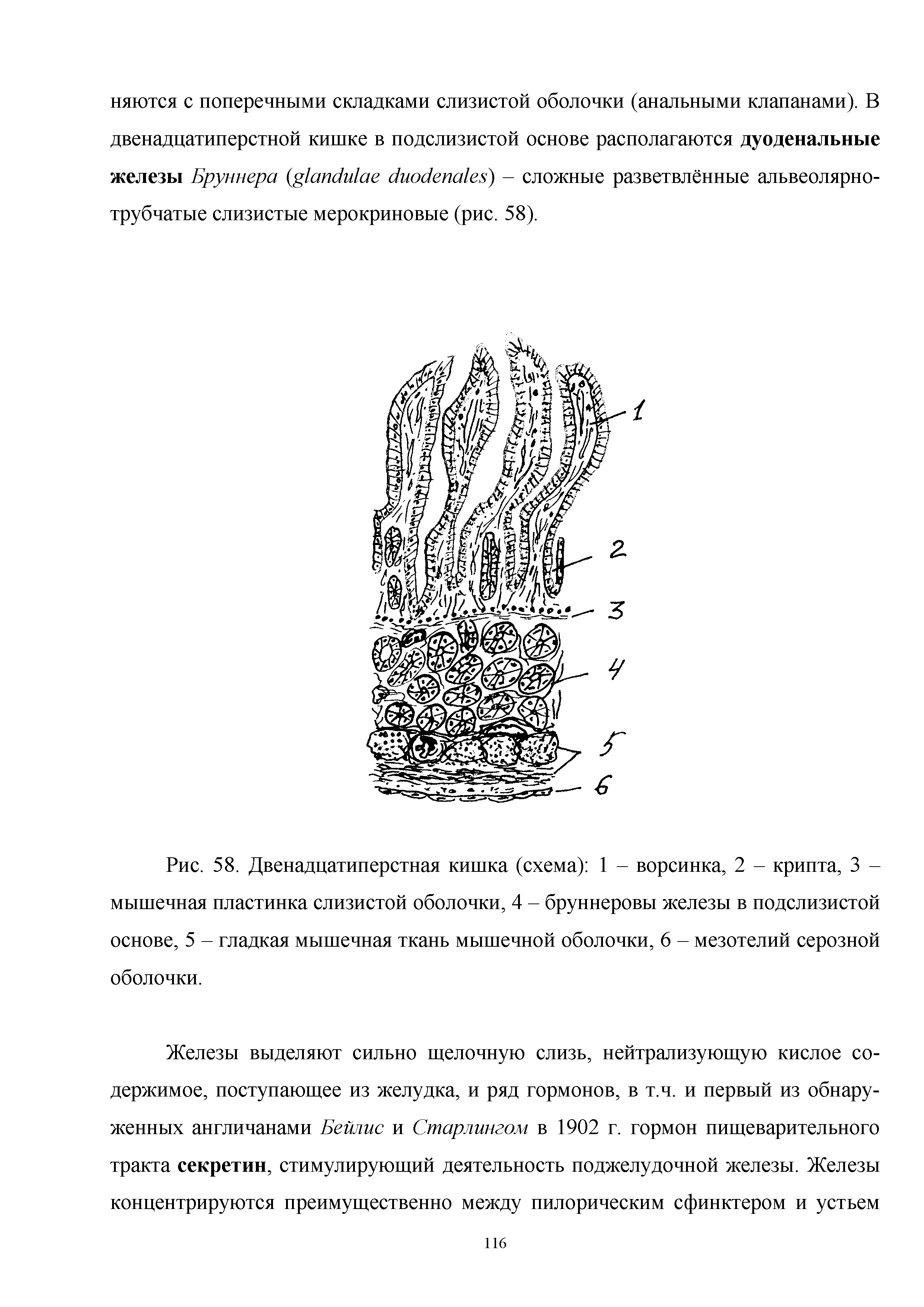 Рис. 58. Двенадцатиперстная кишка (схема) 1 - ворсинка, 2 - крипта, 3 -мышечная пластинка слизистой оболочки, 4 - бруннеровы железы в подслизистой основе, 5 - гладкая мышечная ткань мышечной оболочки, 6 - мезотелий серозной оболочки.