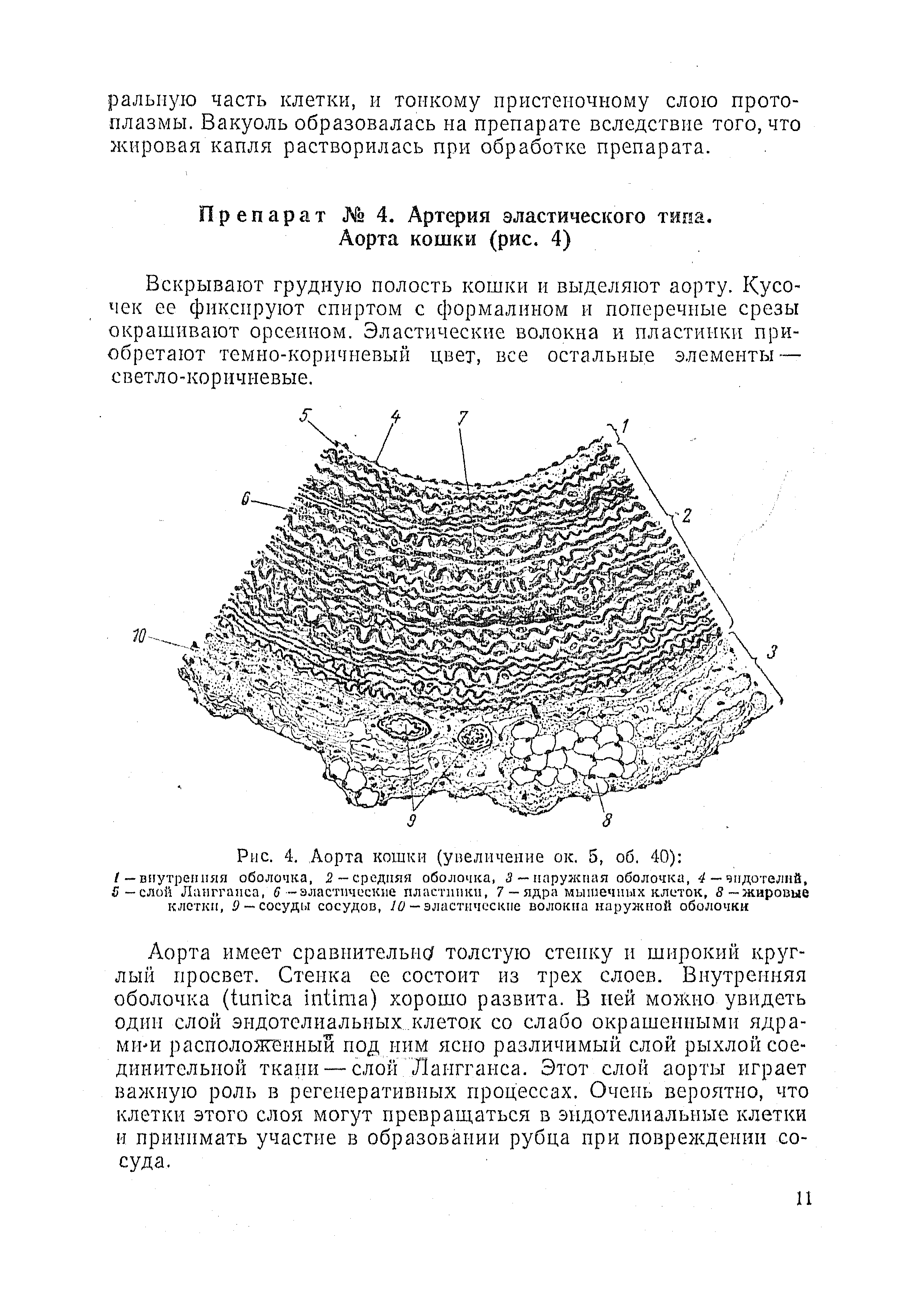 Рис. 4. Аорта кошки (увеличение ок. 5, об. 40) / — внутренняя оболочка, 2 — средняя оболочка, 3 — наружная оболочка, 4 — эндотелий, 5— слой Лангганса, 6 —эластические пластинки, 7 —ядра мышечных клеток, 8— жировые клетки, 9 — сосуды сосудов, 10 — эластические волокна наружной оболочки...