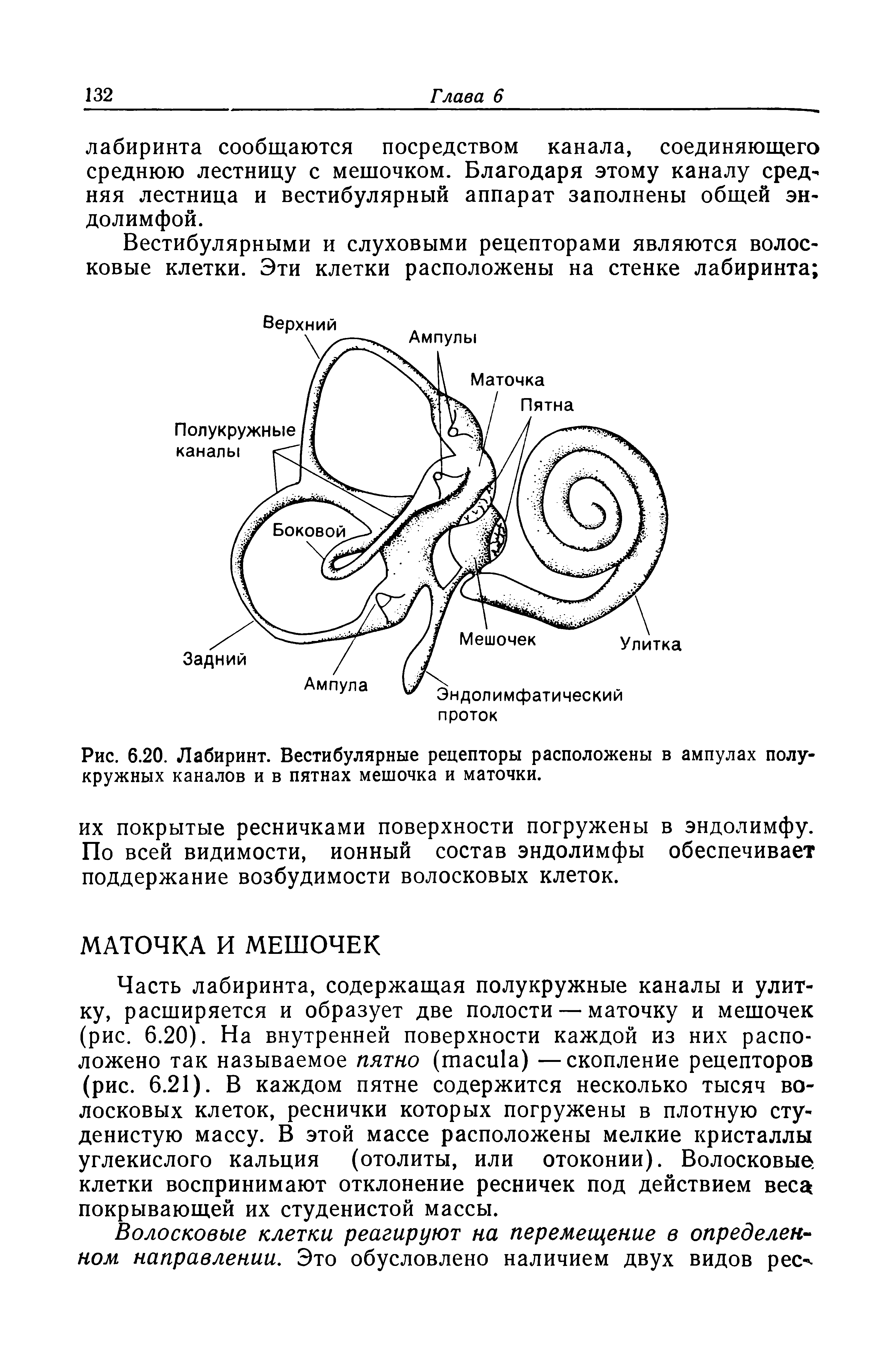 Рис. 6.20. Лабиринт. Вестибулярные рецепторы расположены в ампулах полукружных каналов и в пятнах мешочка и маточки.