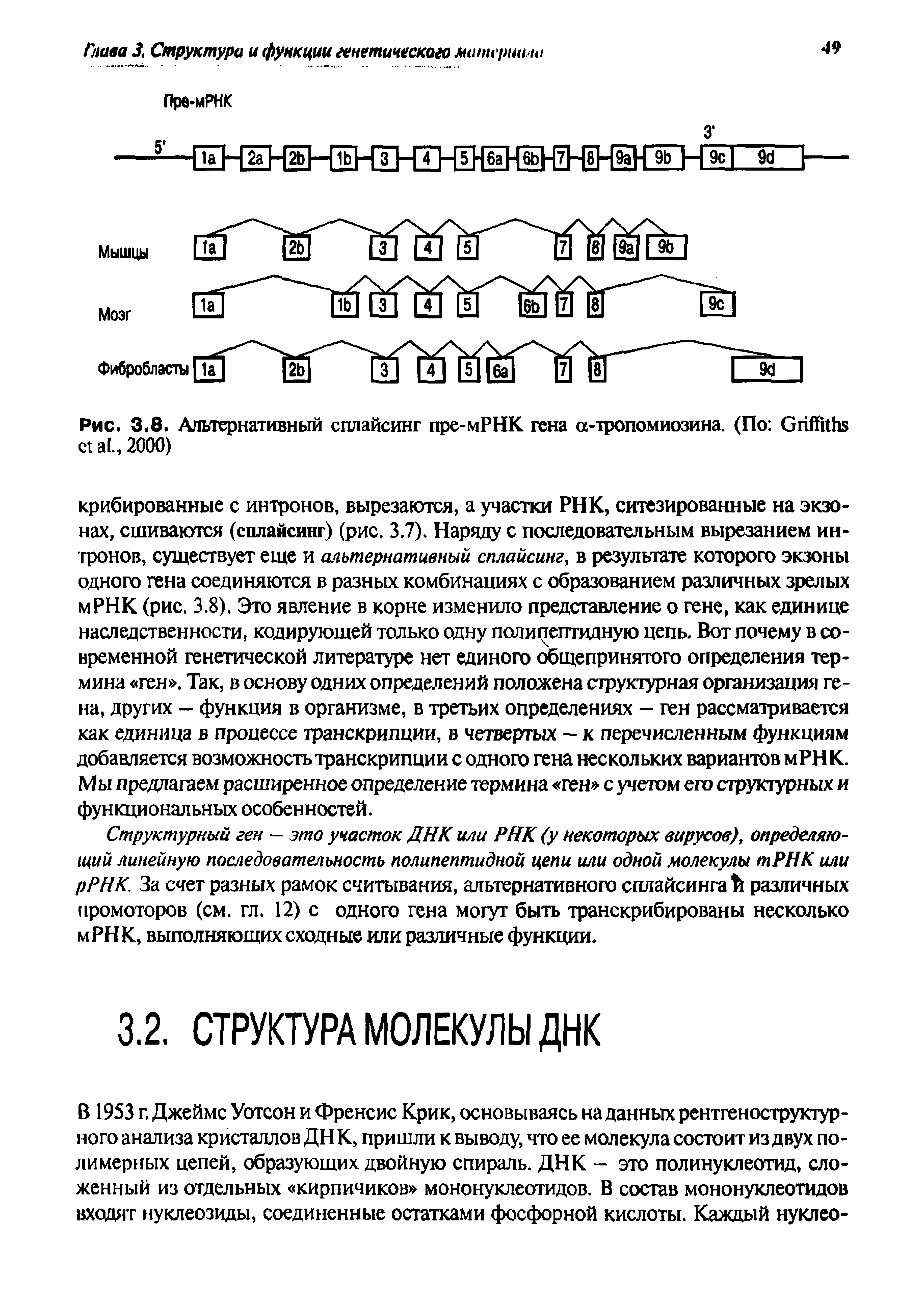 Рис. 3.8. Альтернативный сплайсинг пре-мРНК гена а-тропомиозина. (По G ., 2000)...