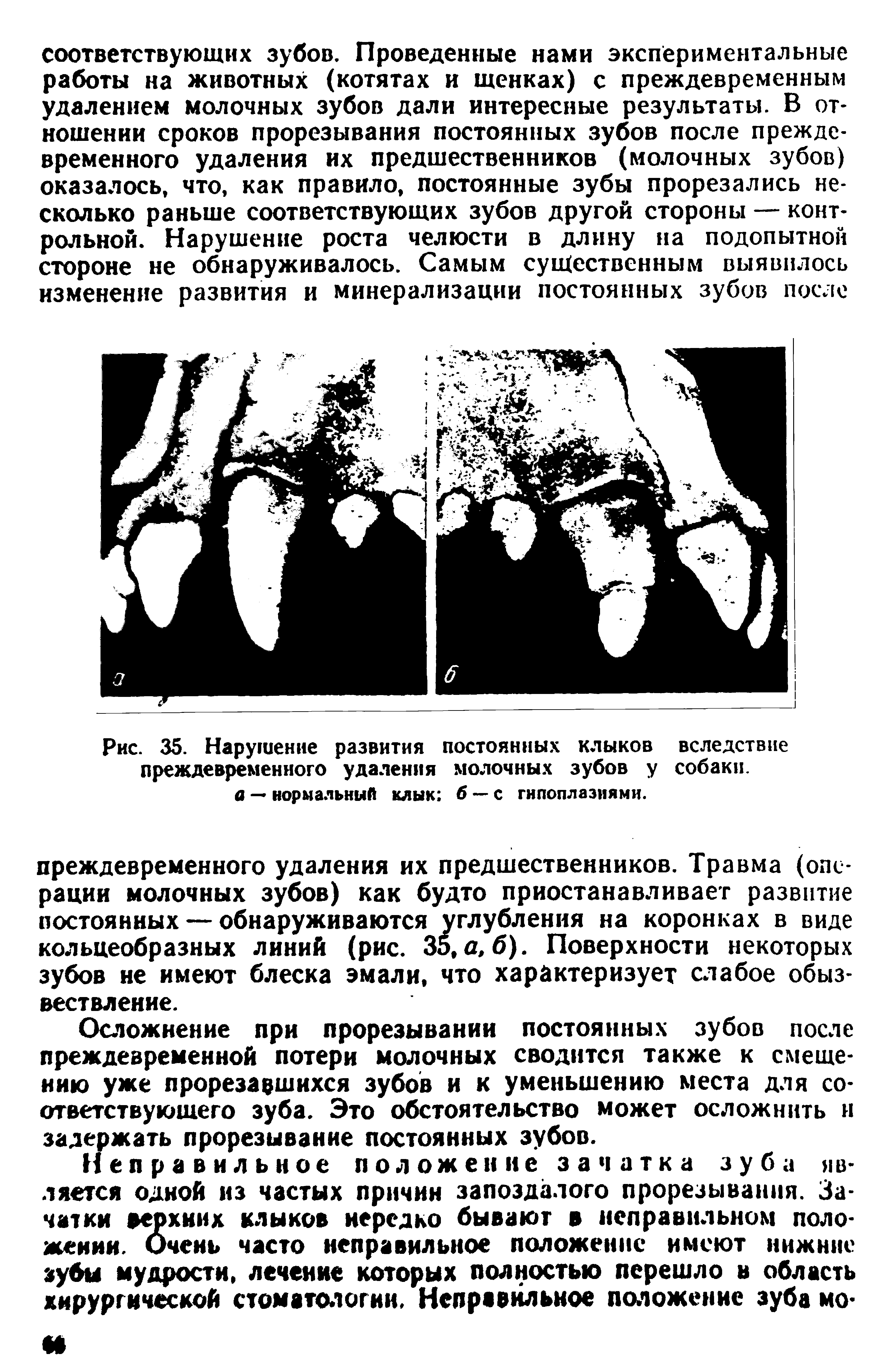 Рис. 35. Нарушение развития постоянных клыков вследствие преждевременного удаления молочных зубов у собаки. а — нормальный клык б — с гипоплазиями.