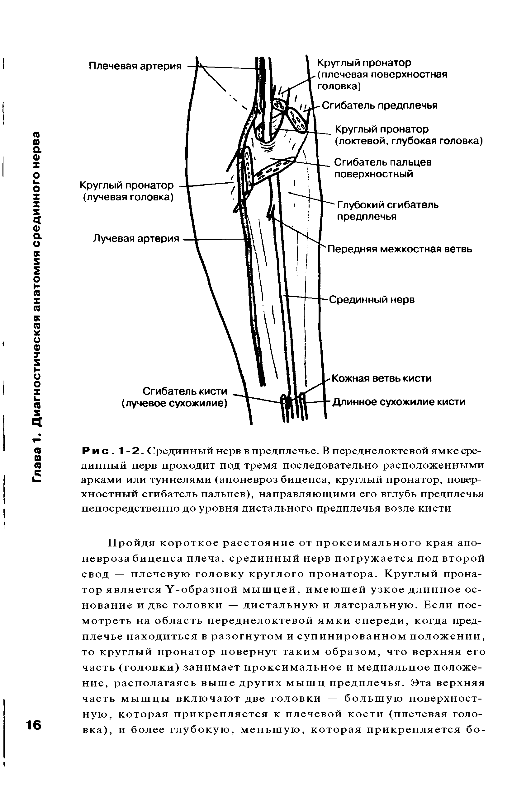Рис. 1-2. Срединный нерв в предплечье. В переднелоктевой ямке срединный нерв проходит под тремя последовательно расположенными арками или туннелями (апоневроз бицепса, круглый пронатор, поверхностный сгибатель пальцев), направляющими его вглубь предплечья непосредственно до уровня дистального предплечья возле кисти...
