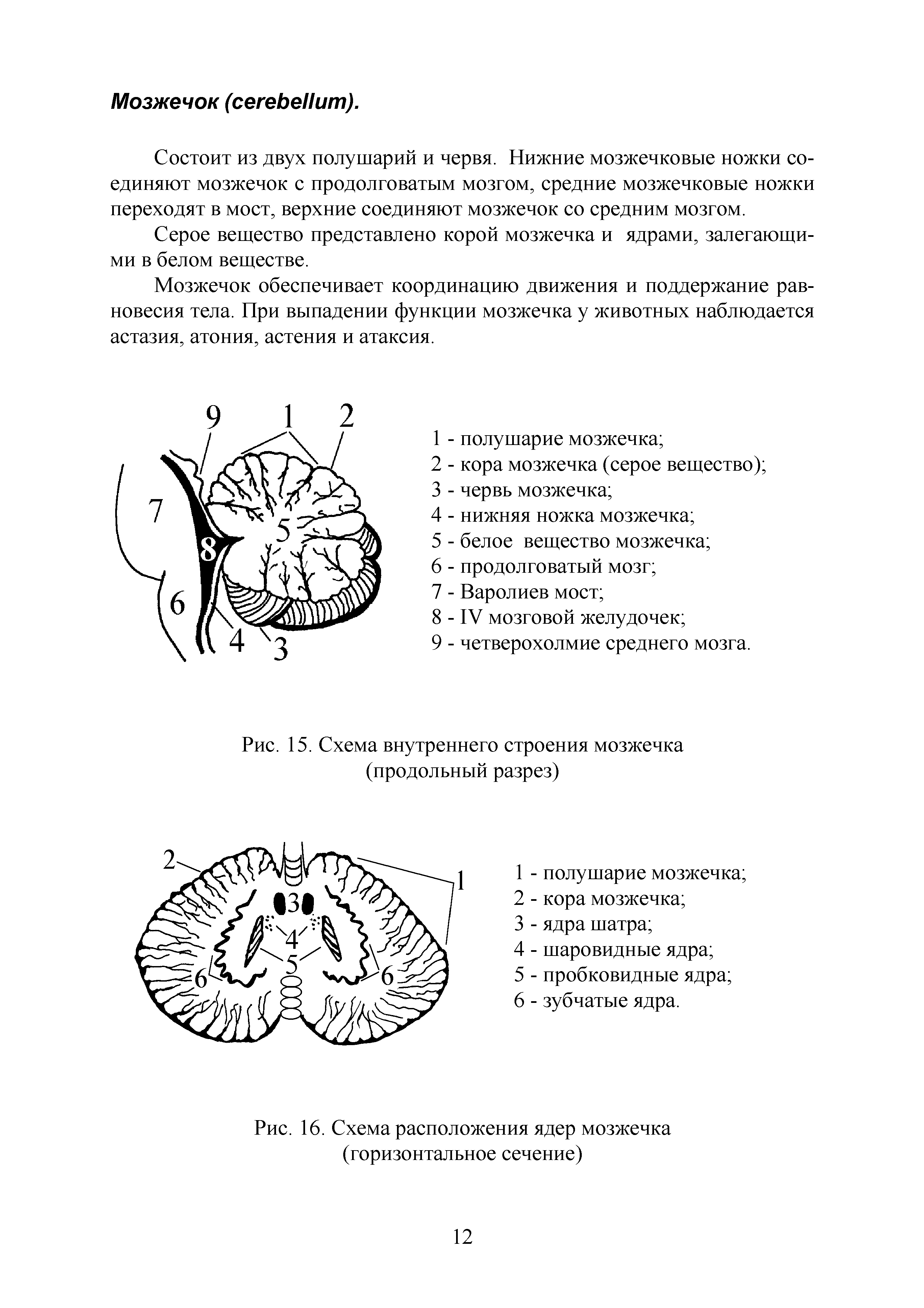 Рис. 15. Схема внутреннего строения мозжечка (продольный разрез)...