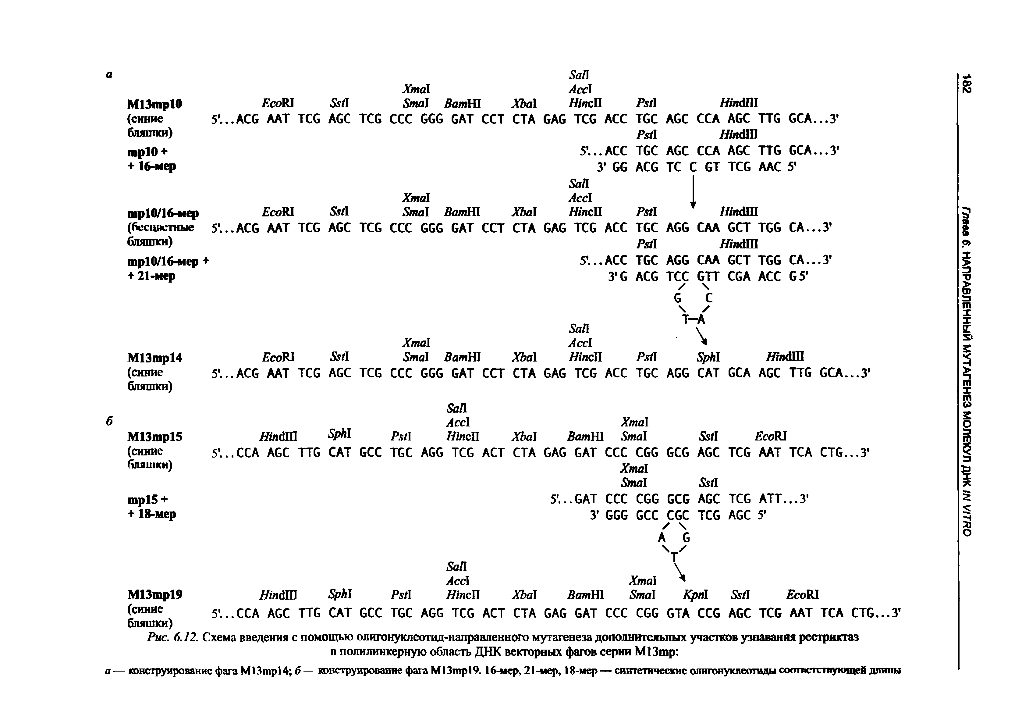 Рис. 6.12. Схема введения с помощью олигонуклеотид-направленного мутагенеза дополнительных участков узнавания рестриктаз в полилинкерную область ДНК векторных фагов серии М13шр ...
