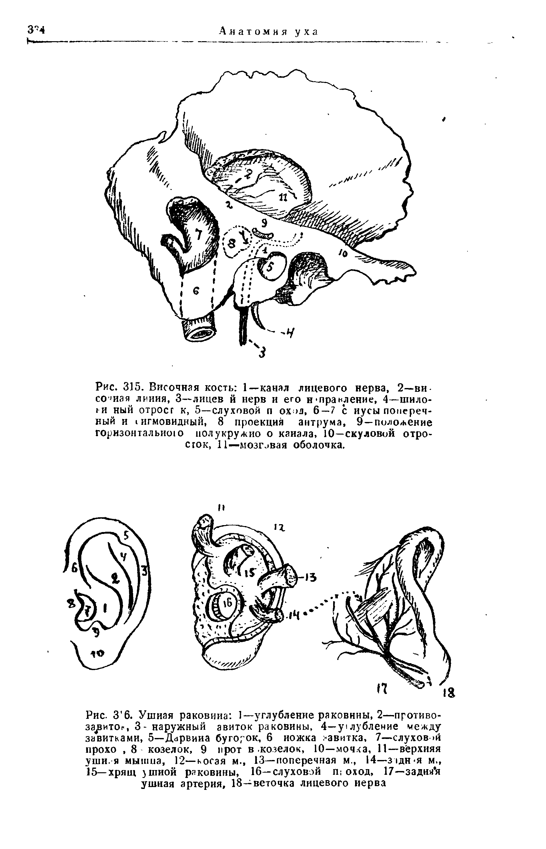 Рис. 3 6. Ушиая раковина 1—углубление раковины, 2—противо-за итог, 3- наружный авиток раковины, 4—улубление между завитками, 5—Дарвина бугорок, 6 ножка вавнтка, 7—слуховой прохо, 8 козелок, 9 нрот в. козелок, 10—мочка, 11—верхняя уши. я мышиа, 12—косая м., 13—поперечная м., 14—задн-я м., 15—Хрящ уШИОЙ раковины, 16—слуховой П оход, 17—задня я ушная артерия, 18—веточка лицевого нерва...