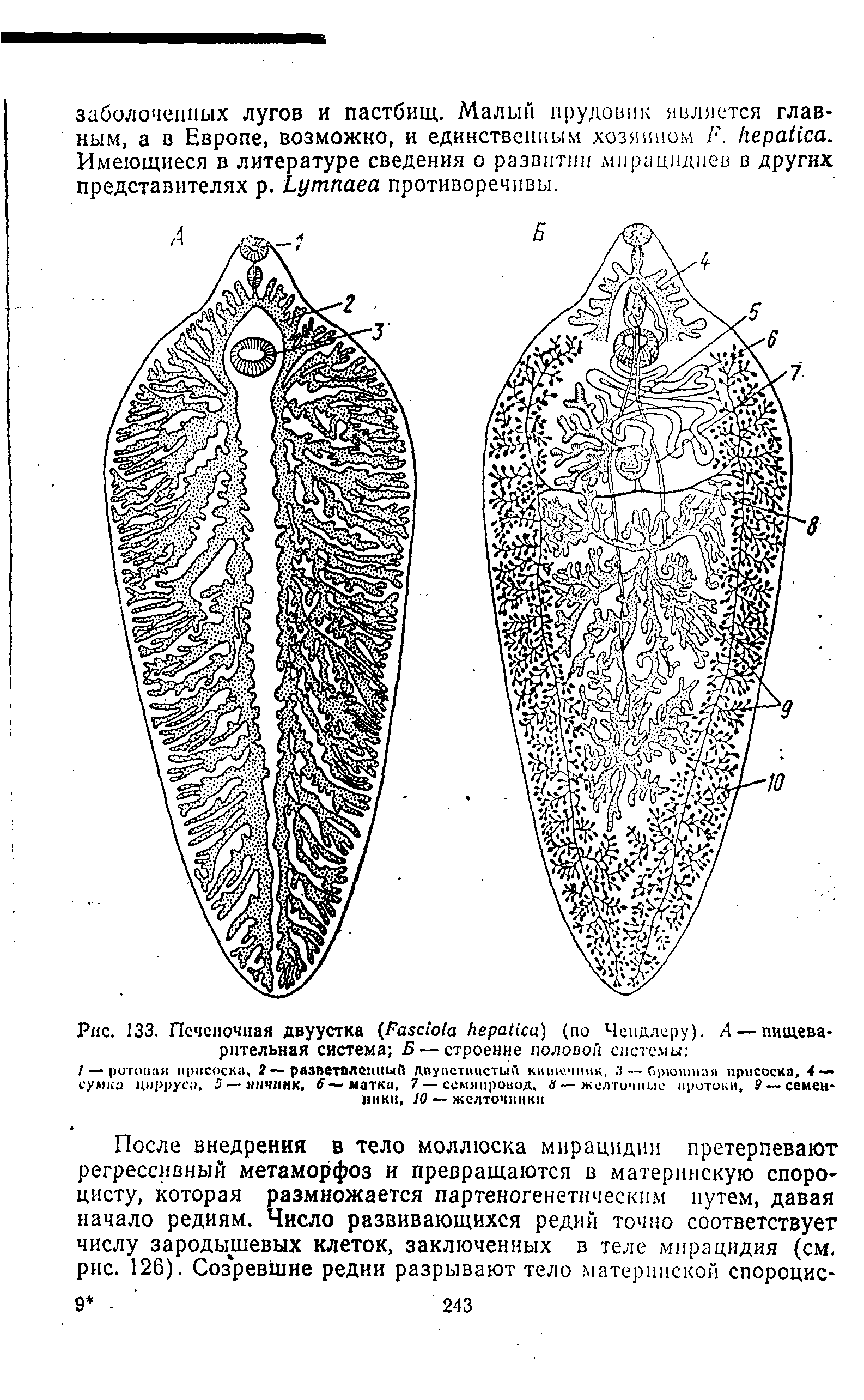 Рис. 133. Печеночная двуустка (F ) (по Чендлеру). А — пищеварительная система Б — строение половой системы ...