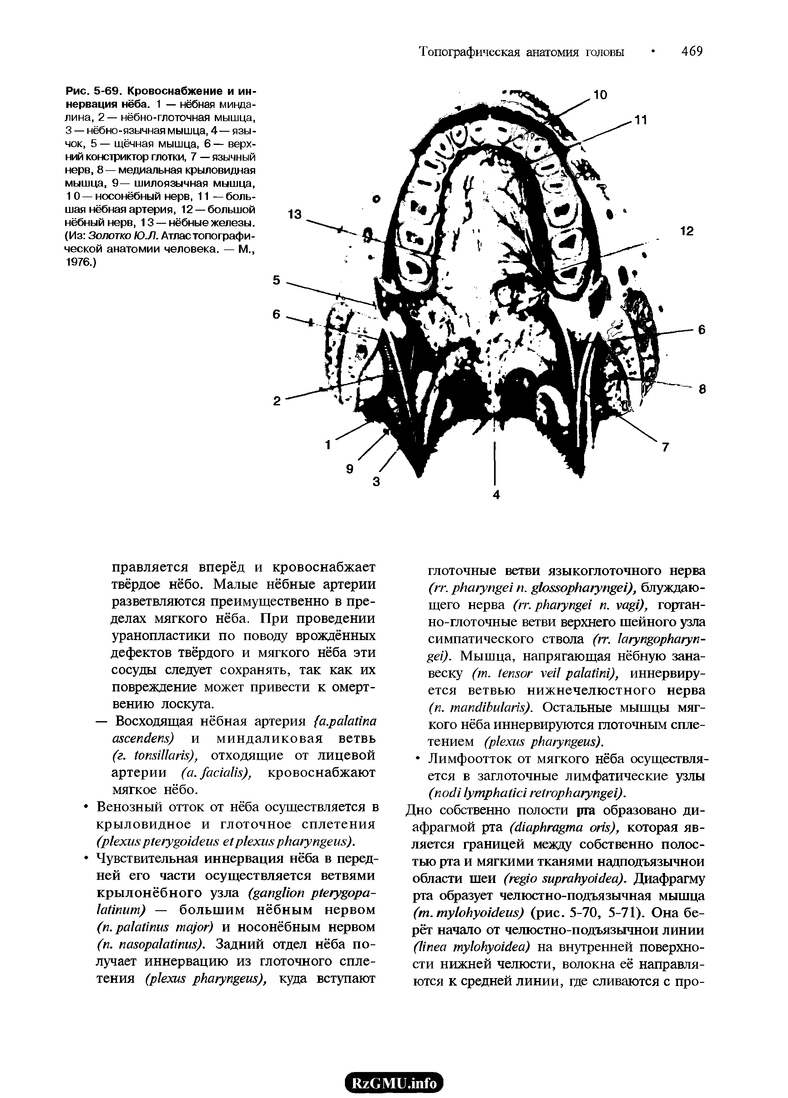 Рис. 5-69. Кровоснабжение и иннервация нёба. 1 — нёбная миндалина, 2 — нёбно-глоточная мышца, 3 — нёбно-язычная мышца, 4— язычок, 5 — щёчная мышца, 6 — верхний констриктор глотки, 7 — язычный нерв, 8 — медиальная крыловидная мышца, 9— шилоязычная мышца, 1 0 — носонёбный нерв, 11 — большая нёбная артерия, 12 — большой нёбный нерв, 13 — нёбные железы. (Из Золотко ЮЛ. Атлас топографической анатомии человека. — М., 1976.)...