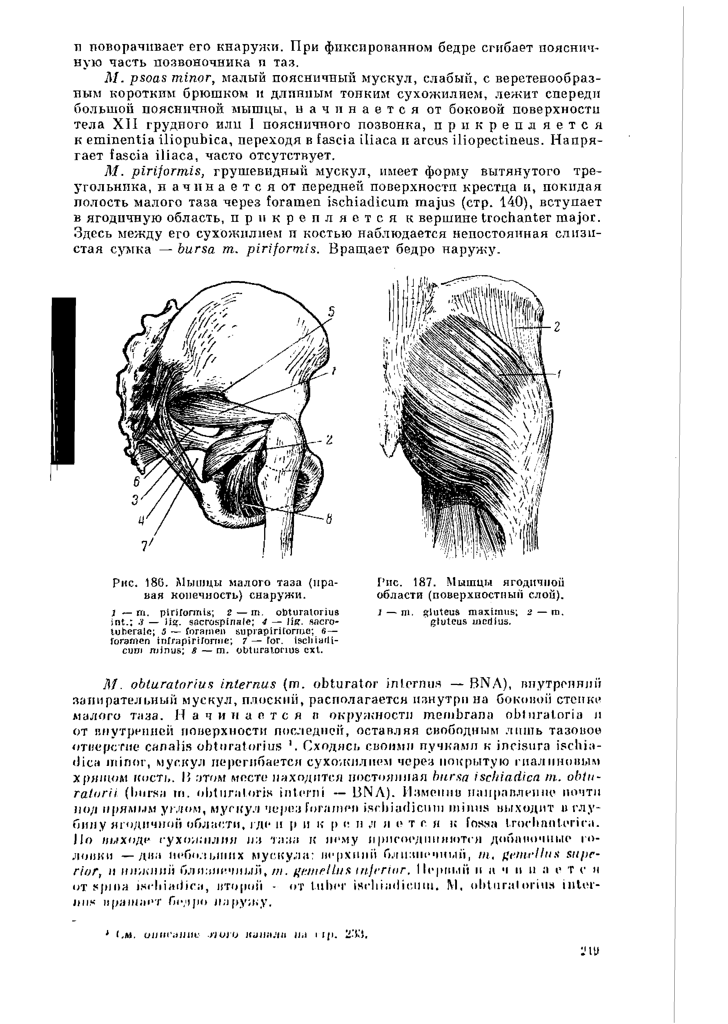 Рис. 186. Мышцы малого таза (правая конечность) снаружи.