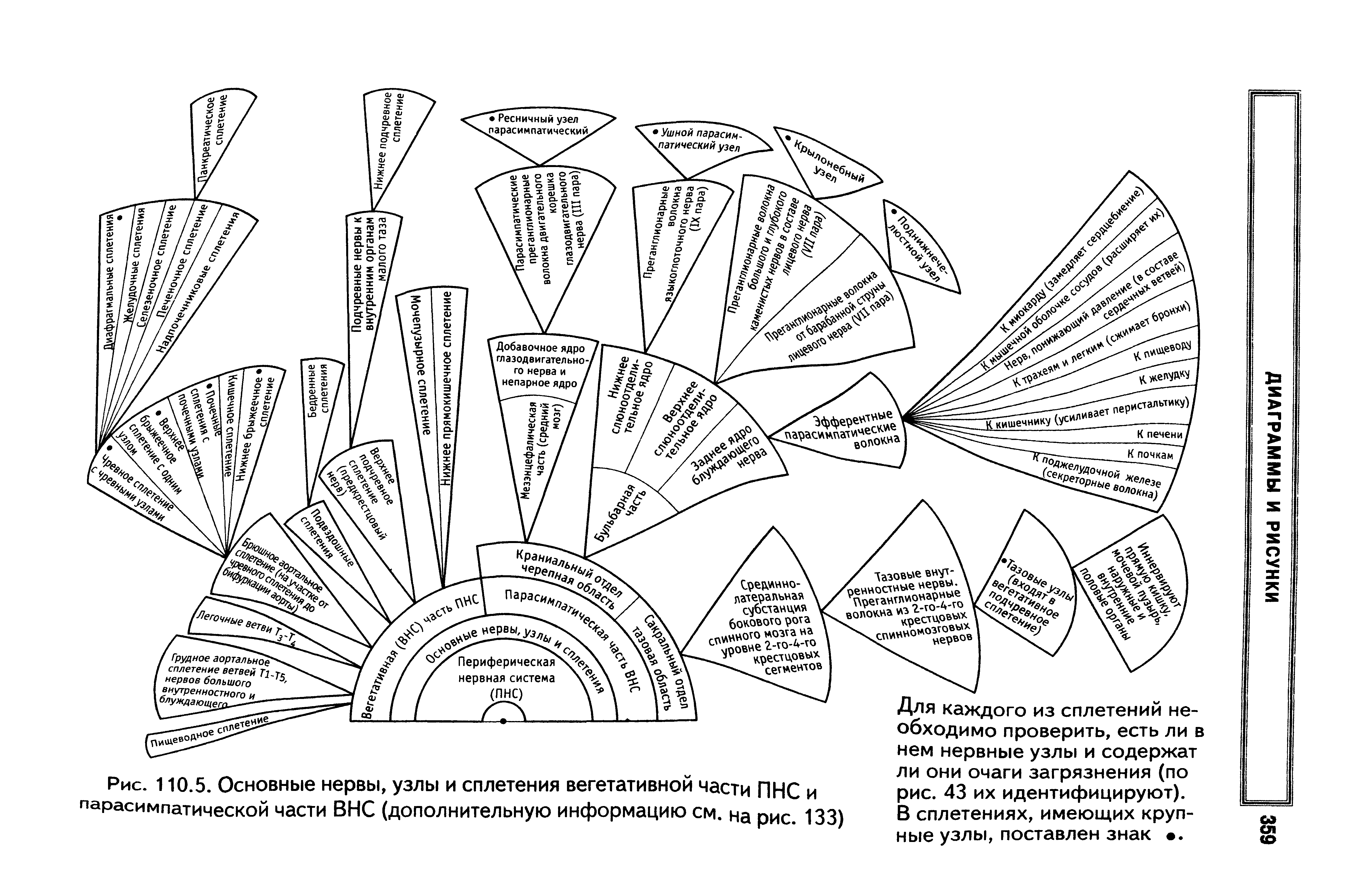 Рис. 110.5. Основные нервы, узлы и сплетения вегетативном части ПНС и парасимпатической части ВНС (дополнительную информацию см. на рис. 133)...