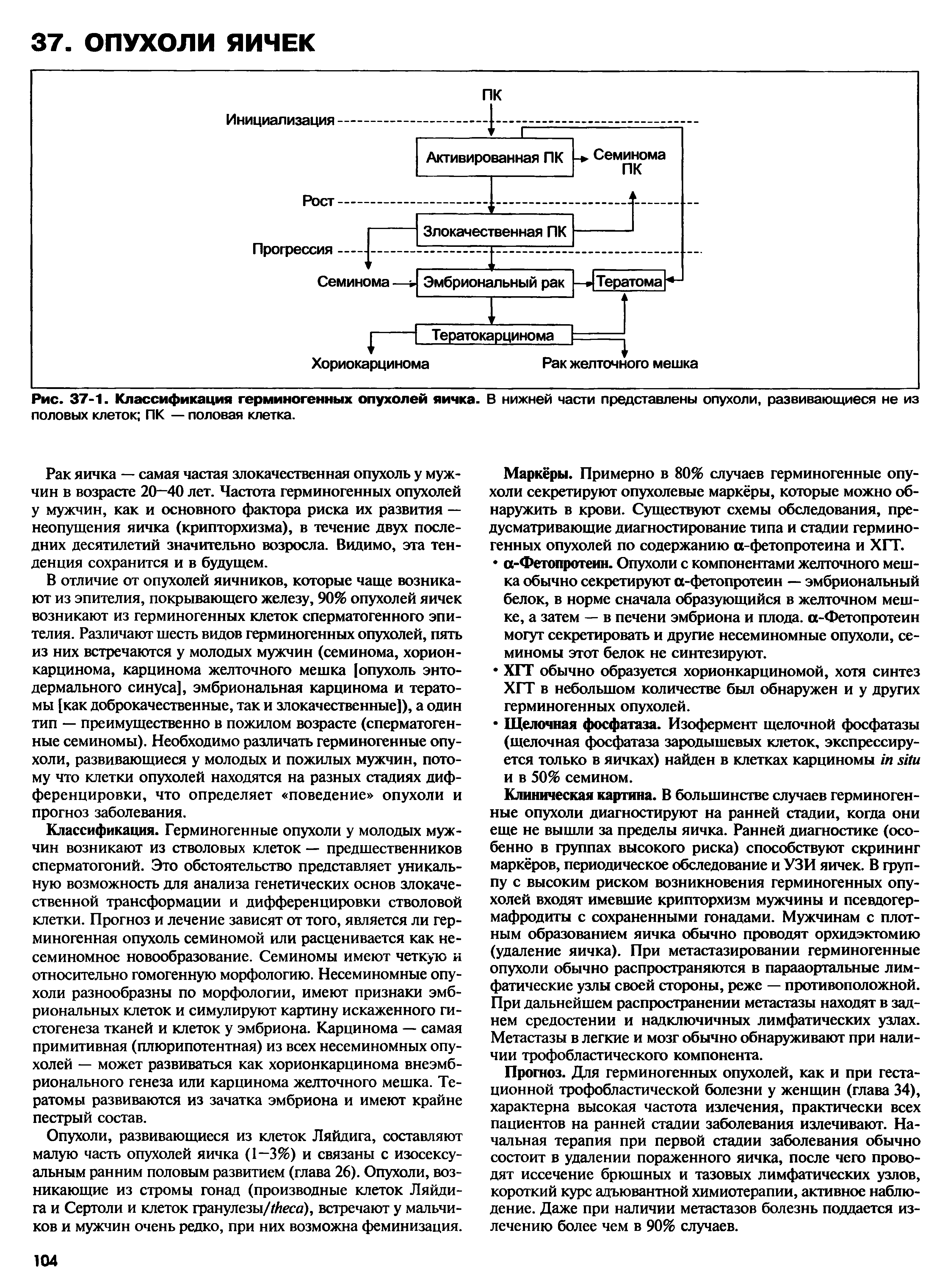 Рис. 37-1. Классификация герминогенных опухолей яичка. В нижней части представлены опухоли, развивающиеся не из половых клеток ПК — половая клетка.