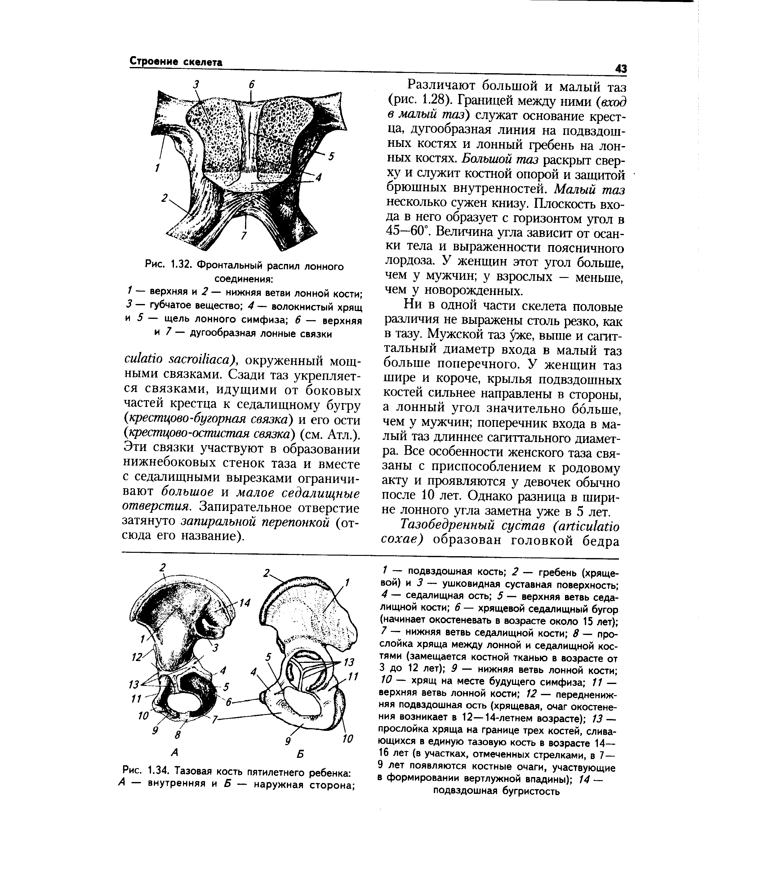 Рис. 1.34. Тазовая кость пятилетнего ребенка А — внутренняя и Б — наружная сторона ...