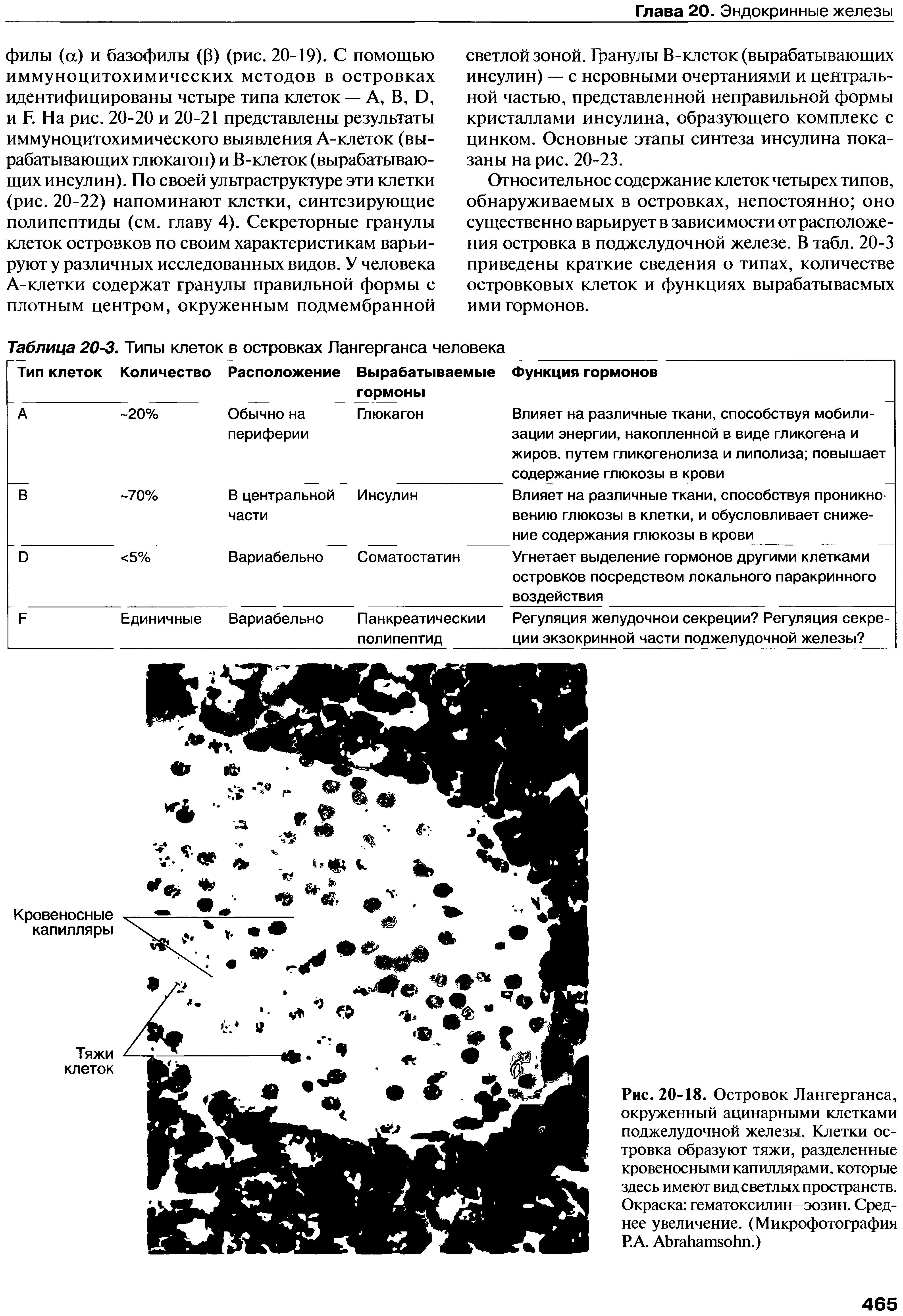 Рис. 20-18. Островок Лангерганса, окруженный ацинарными клетками поджелудочной железы. Клетки островка образуют тяжи, разделенные кровеносными капиллярами, которые здесь имеют вид светлых пространств. Окраска гематоксилин—эозин. Среднее увеличение. (Микрофотография Р.А. АЬгаЬапъоЬп.)...