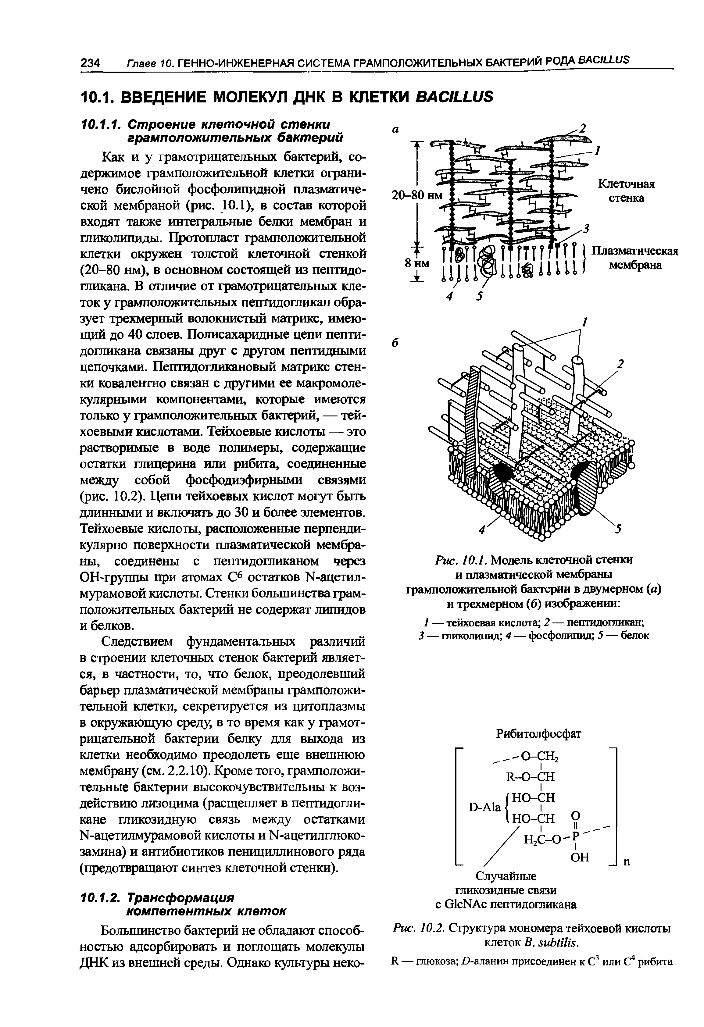 Рис. 10.2. Структура мономера тейхоевой кислоты клеток В. зиЫИ. ...