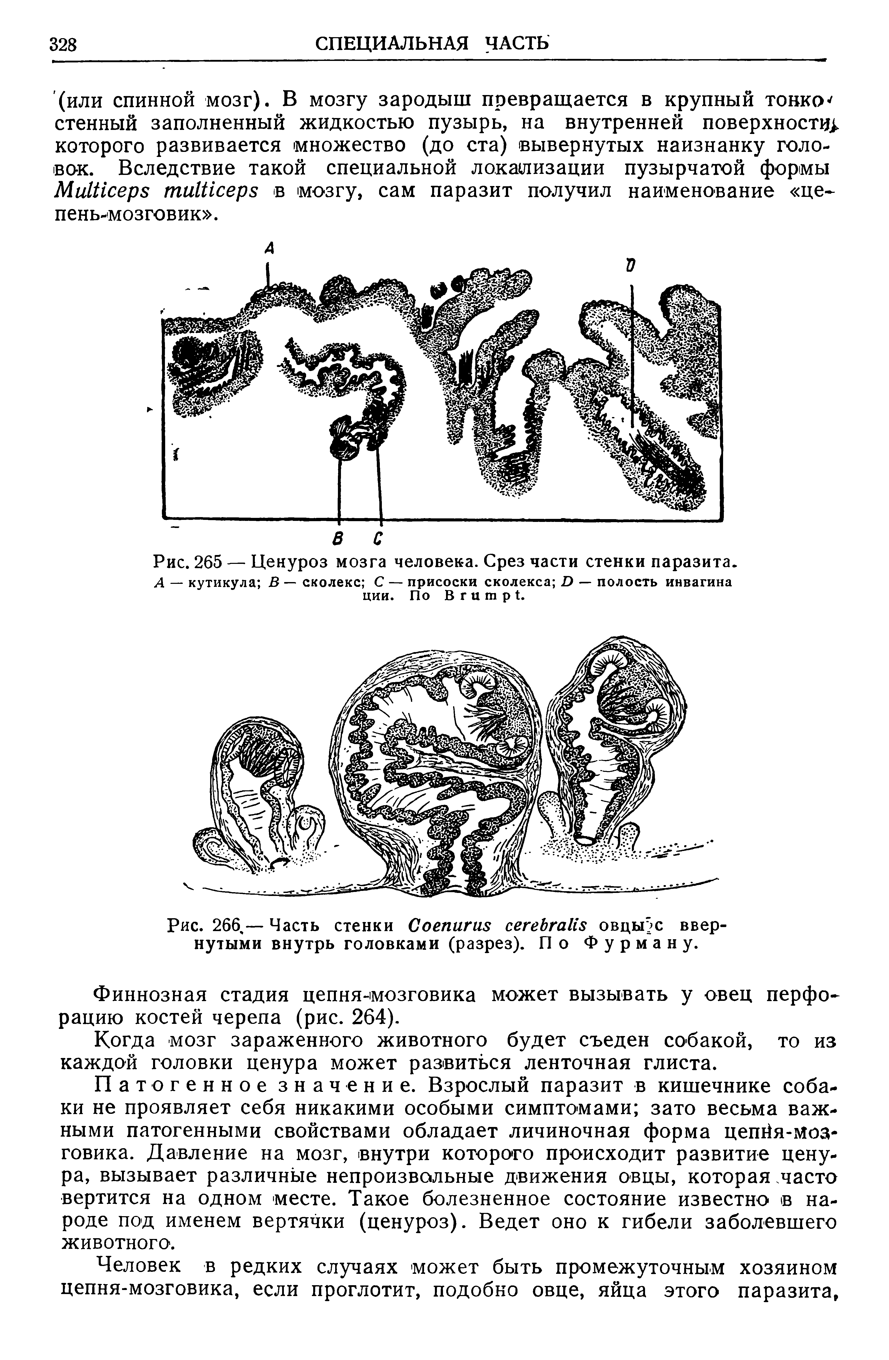 Рис. 265 — Ценуроз мозга человека. Срез части стенки паразита.