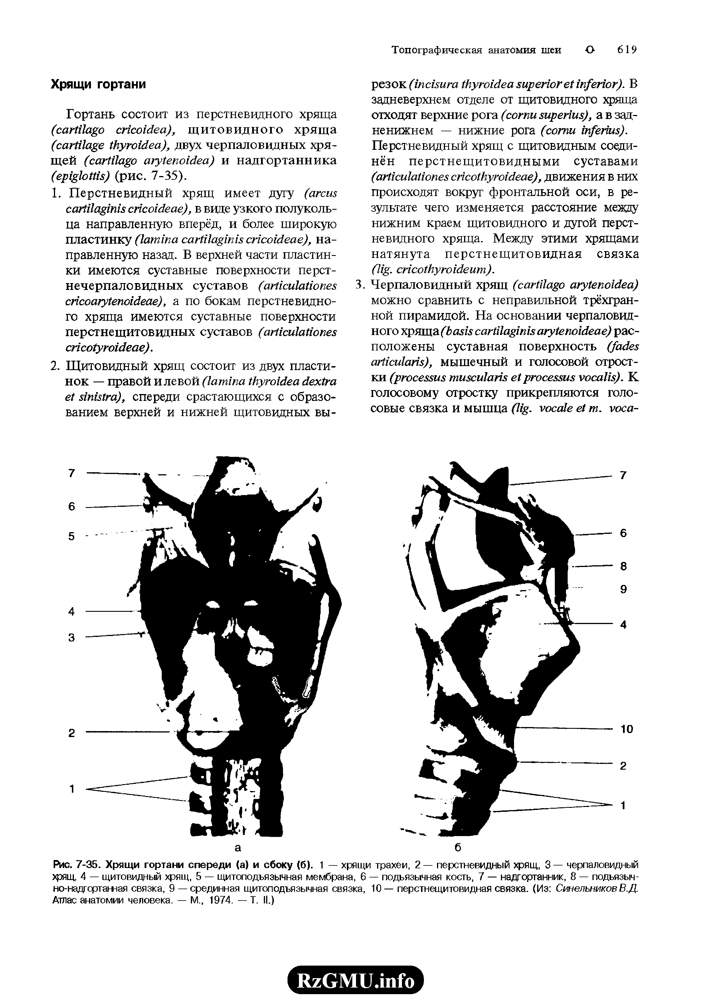 Рис. 7-35. Хрящи гортани спереди (а) и сбоку (б). 1 — хрящи трахеи, 2 — перстневидный хрящ, 3 — черпаловидный хрящ, 4 — щитовидный хрящ, 5 — щитоподъязычная мембрана, 6 — подъязычная кость, 7 — надгортанник, 8 — подъязычно-надгортанная связка, 9 — срединная щитоподъязычная связка, 10— перстнещитовидная связка. (Из Синельников В.Д. Атлас анатомии человека. — М., 1974. — Т. II.)...