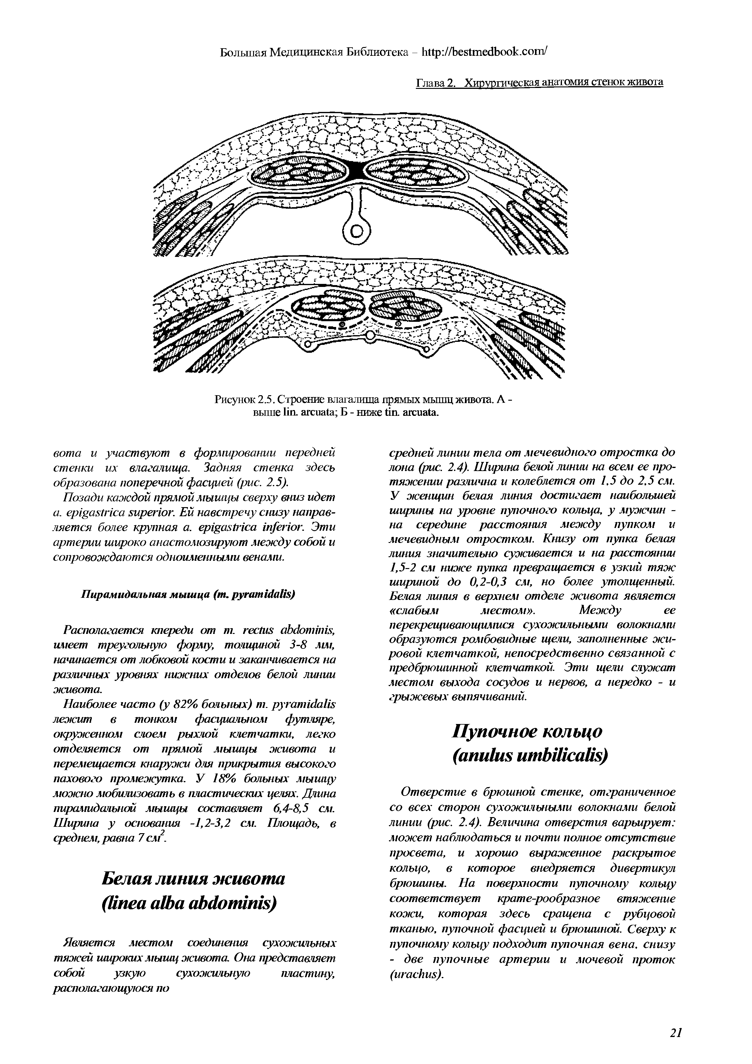 Рисунок 2.5. Строение влагалища прямых мышц живота. А -выше . Б - ниже . .