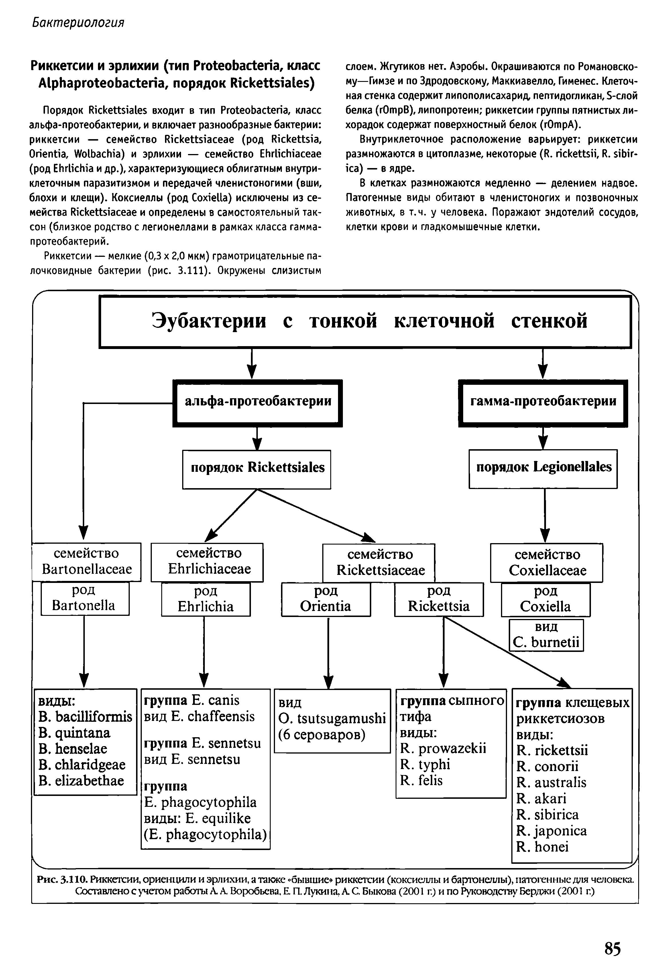 Рис. 3.1Ю. Риккетсии, ориенцили и эрлихии, а также бывшие риккетсии (коксиеллы и бартонеллы), патогенные для человека. Составлено с учетом работы А А Воробьева, Е. П. Луки> 1а, А С Быкова (2001 г.) и по Руководству Берджи (2001 г.)...