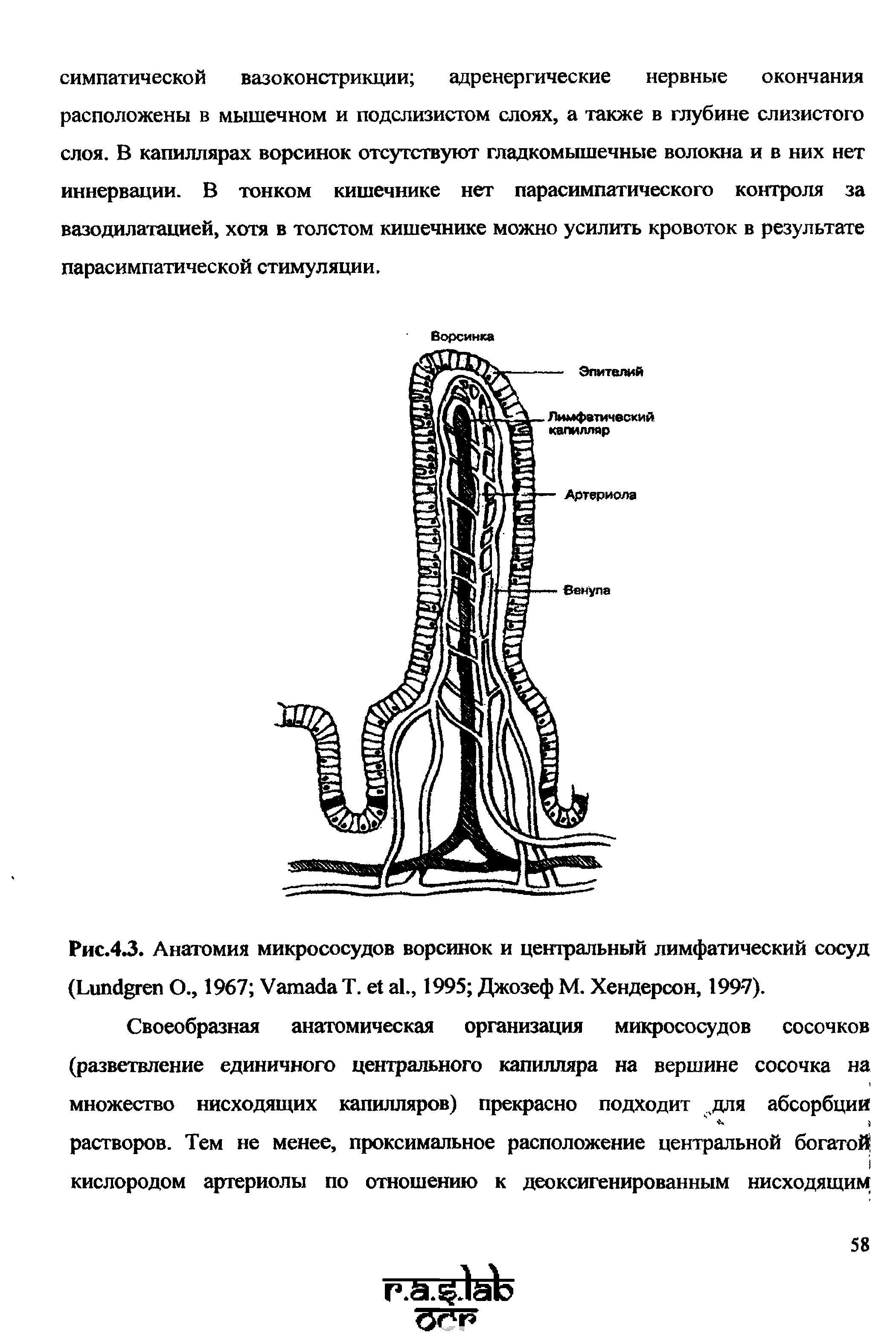 Рис.4.3. Анатомия микрососудов ворсинок и центральный лимфатический сосуд (L О., 1967 V Т. ., 1995 Джозеф М. Хендерсон, 199-7).