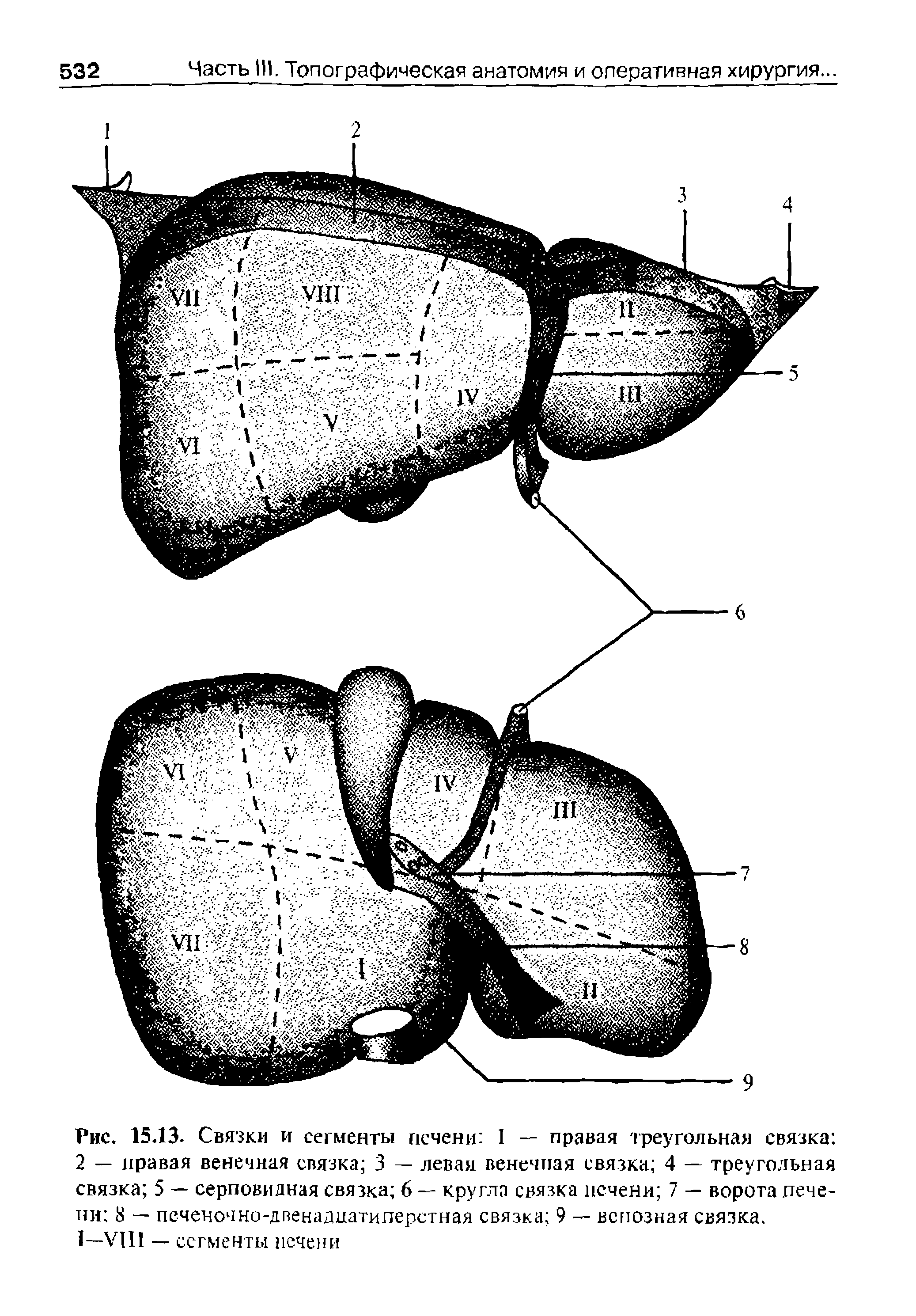 Рис. 15.13. Связки и сегменты печени 1 — правая треугольная связка 2 — правая венечная связка 3 — левая венечная связка 4 — треугольная связка 5 — серповидная связка 6 — кругла связка печени 7 — ворота печени 8 — печеночно-двенадцатиперстная связка 9 — венозная связка.