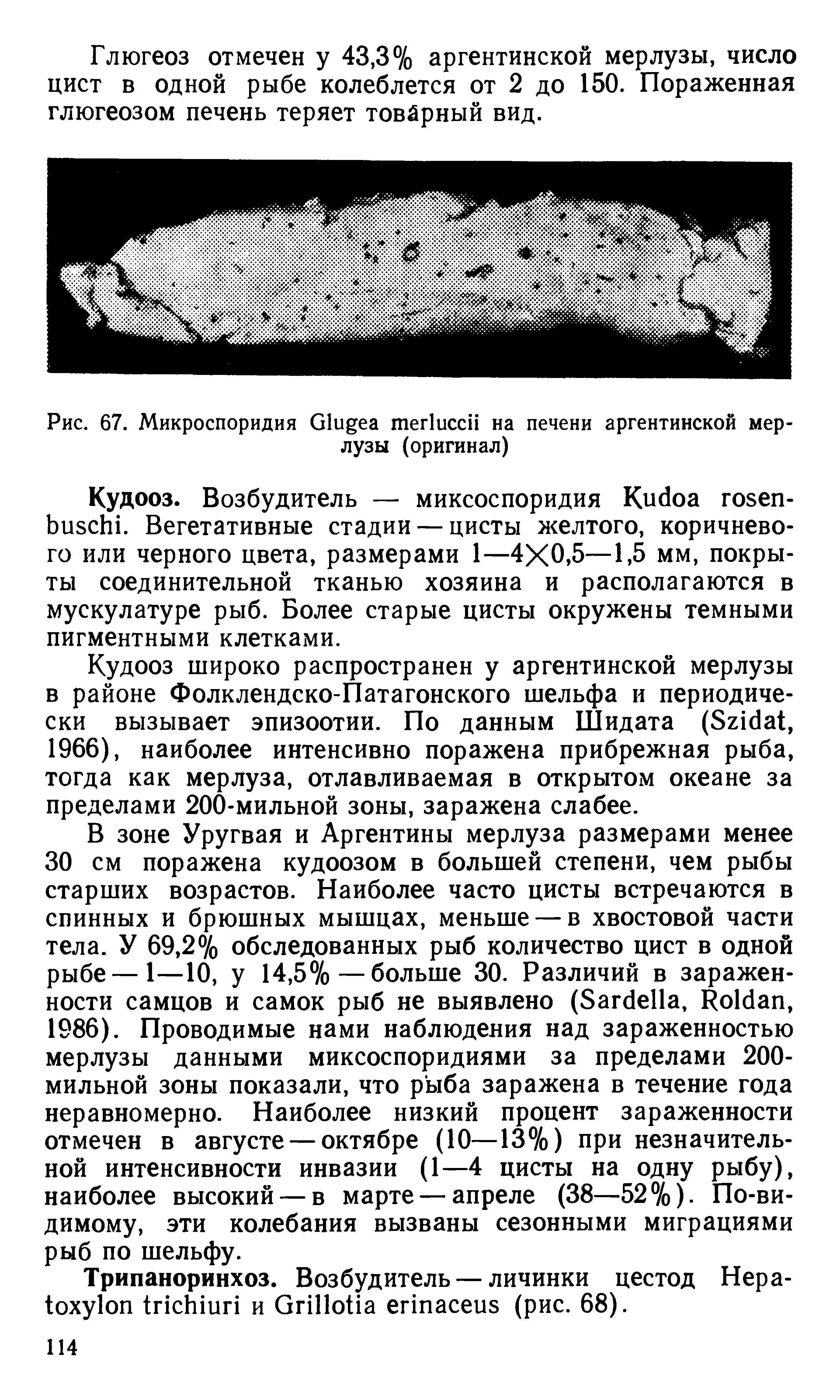 Рис. 67. Микроспоридия G на печени аргентинской мерлузы (оригинал)...