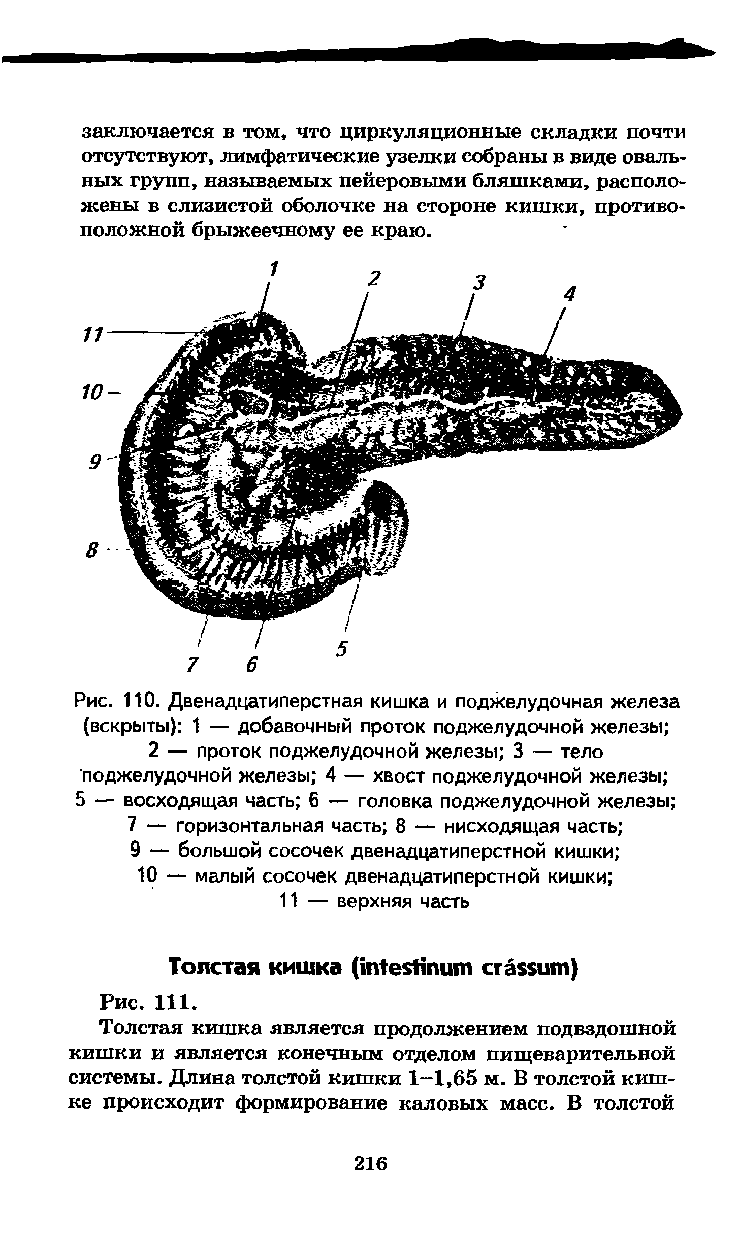 Рис. 110. Двенадцатиперстная кишка и поджелудочная железа (вскрыты) 1 — добавочный проток поджелудочной железы ...