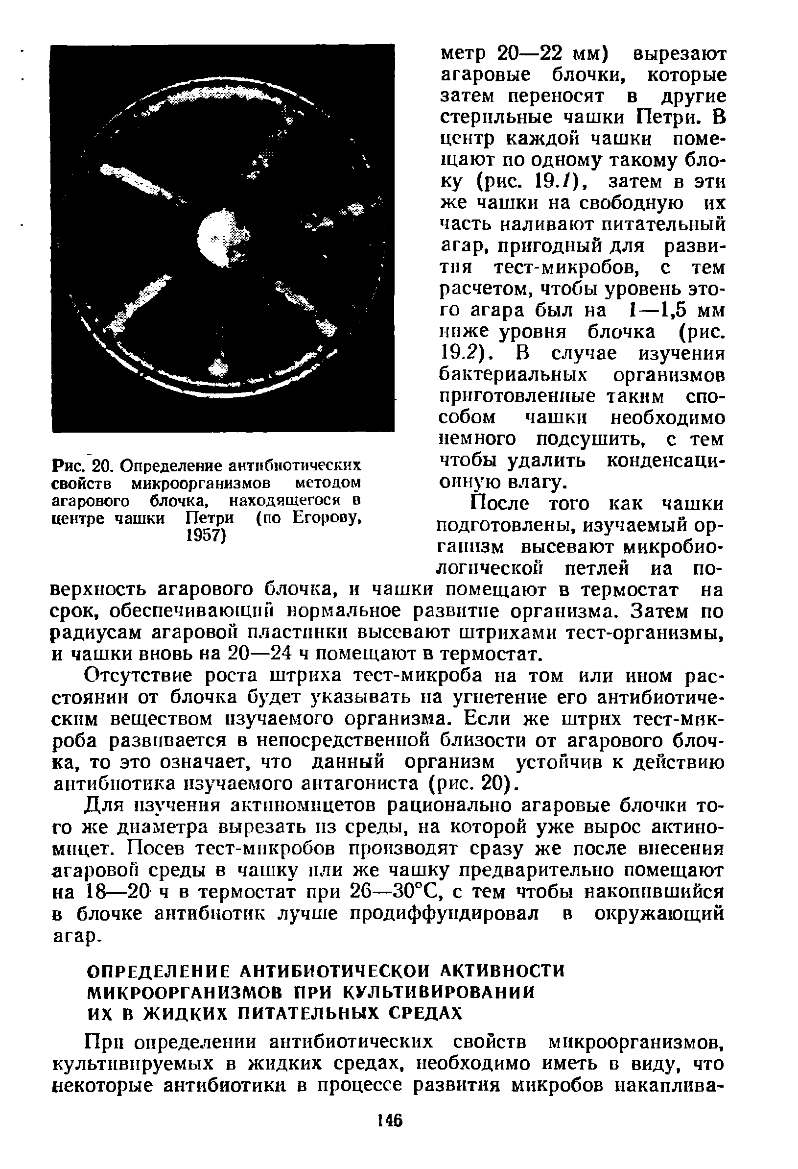 Рис. 20. Определение антибиотических свойств микроорганизмов методом агарового блочка, находящегося в центре чашки Петри (по Егорову, 1957)...