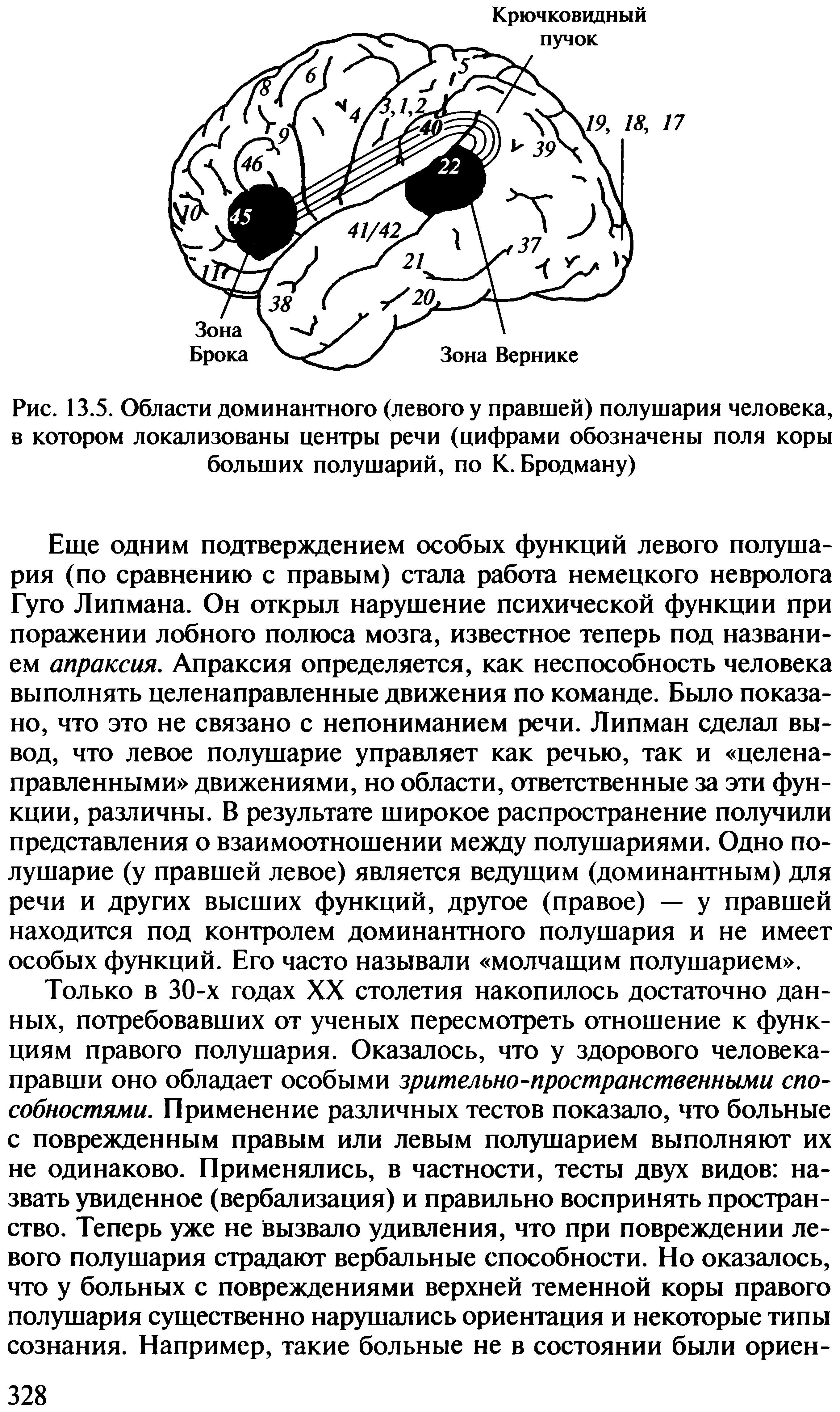 Рис. 13.5. Области доминантного (левого у правшей) полушария человека, в котором локализованы центры речи (цифрами обозначены поля коры больших полушарий, по К. Бродману)...