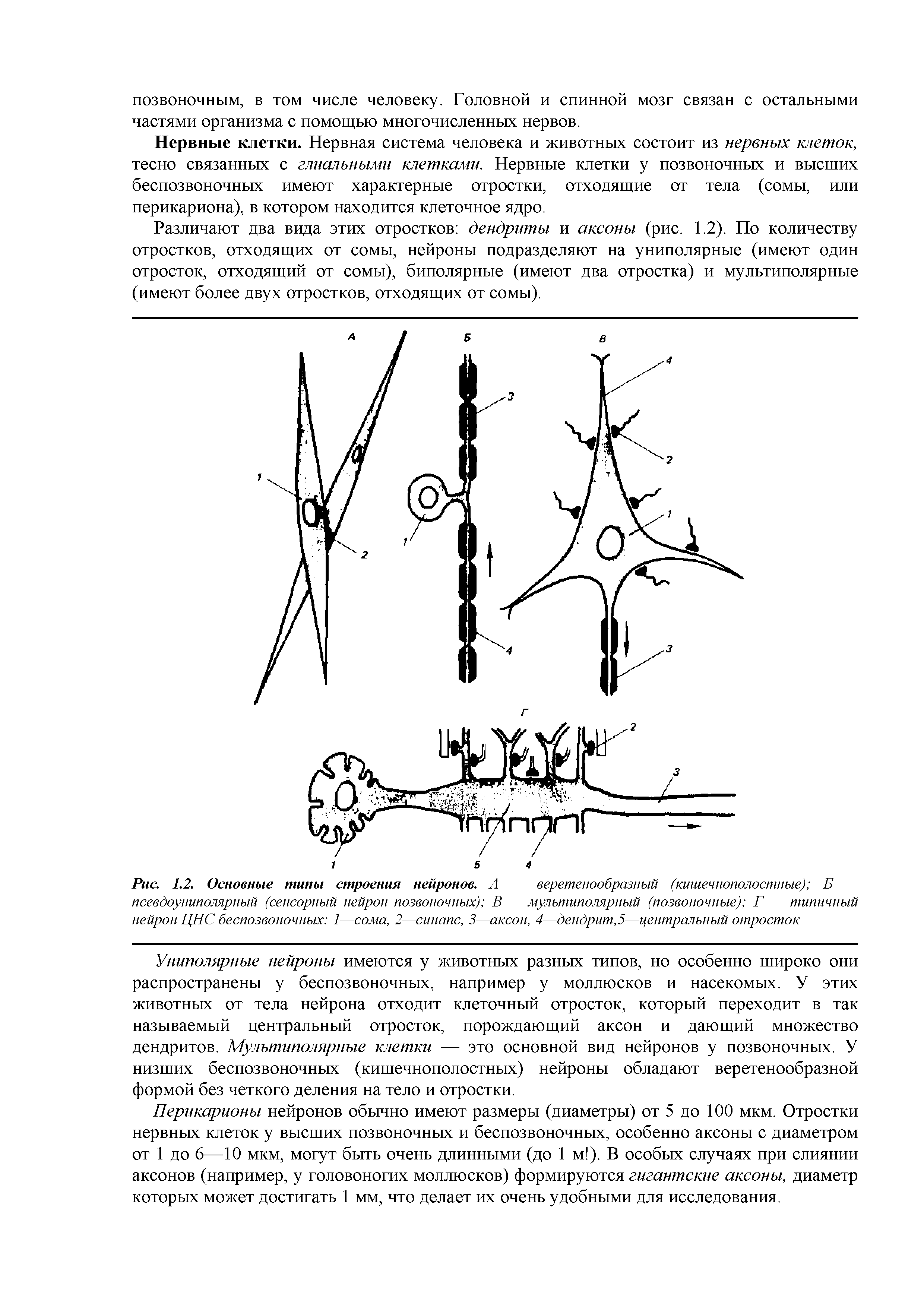 Рис. 1.2. Основные типы строения нейронов. А — веретенообразный (кишечнополостные) Б — псевдоуниполярный (сенсорный нейрон позвоночных) В — мультиполярный (позвоночные) Г — типичный нейрон ЦНС беспозвоночных 1—сома, 2—синапс, 3—аксон, 4—дендрит, 5—центральный отросток...