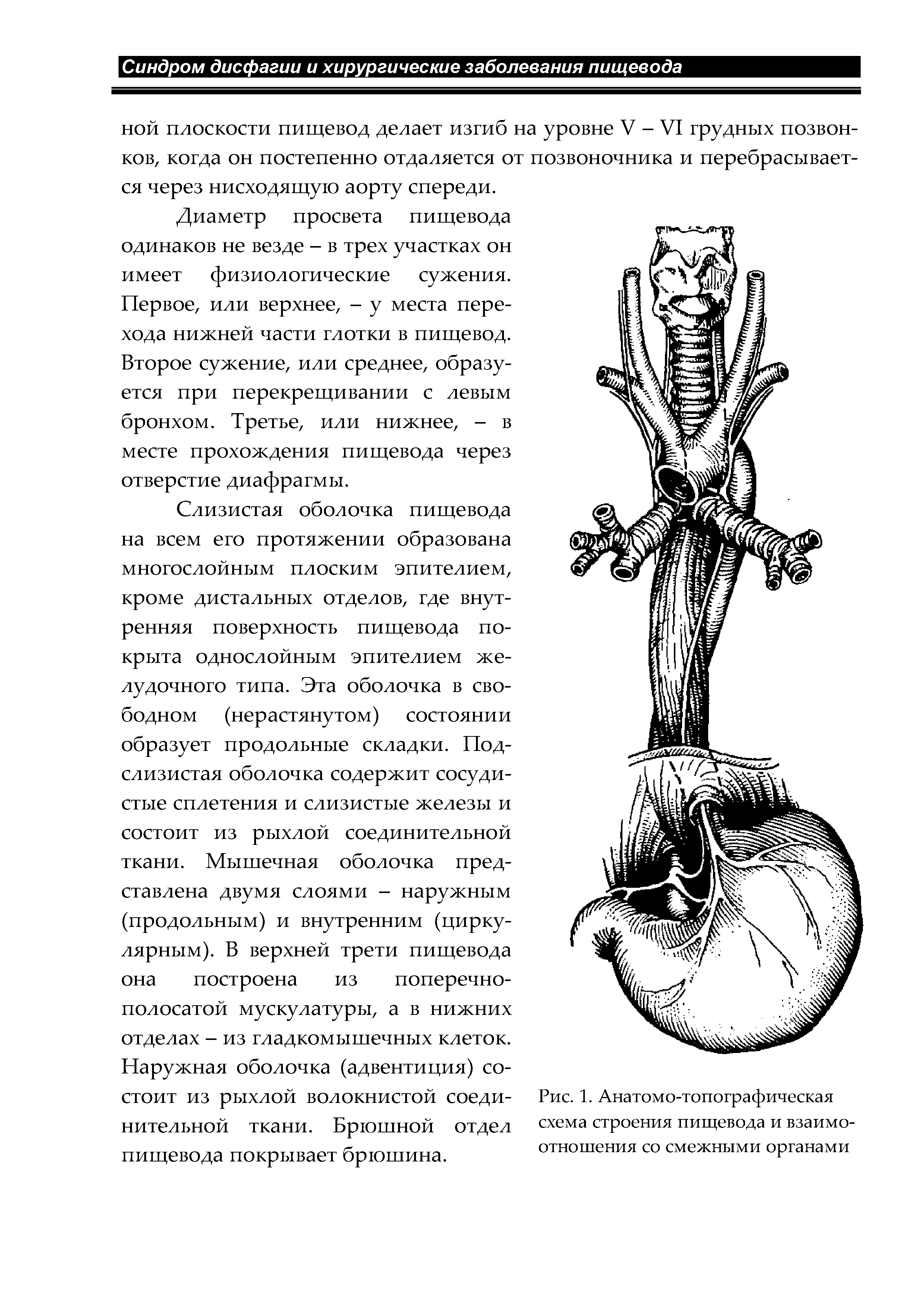 Рис. 1. Анатомо-топографическая схема строения пищевода и взаимоотношения со смежными органами...