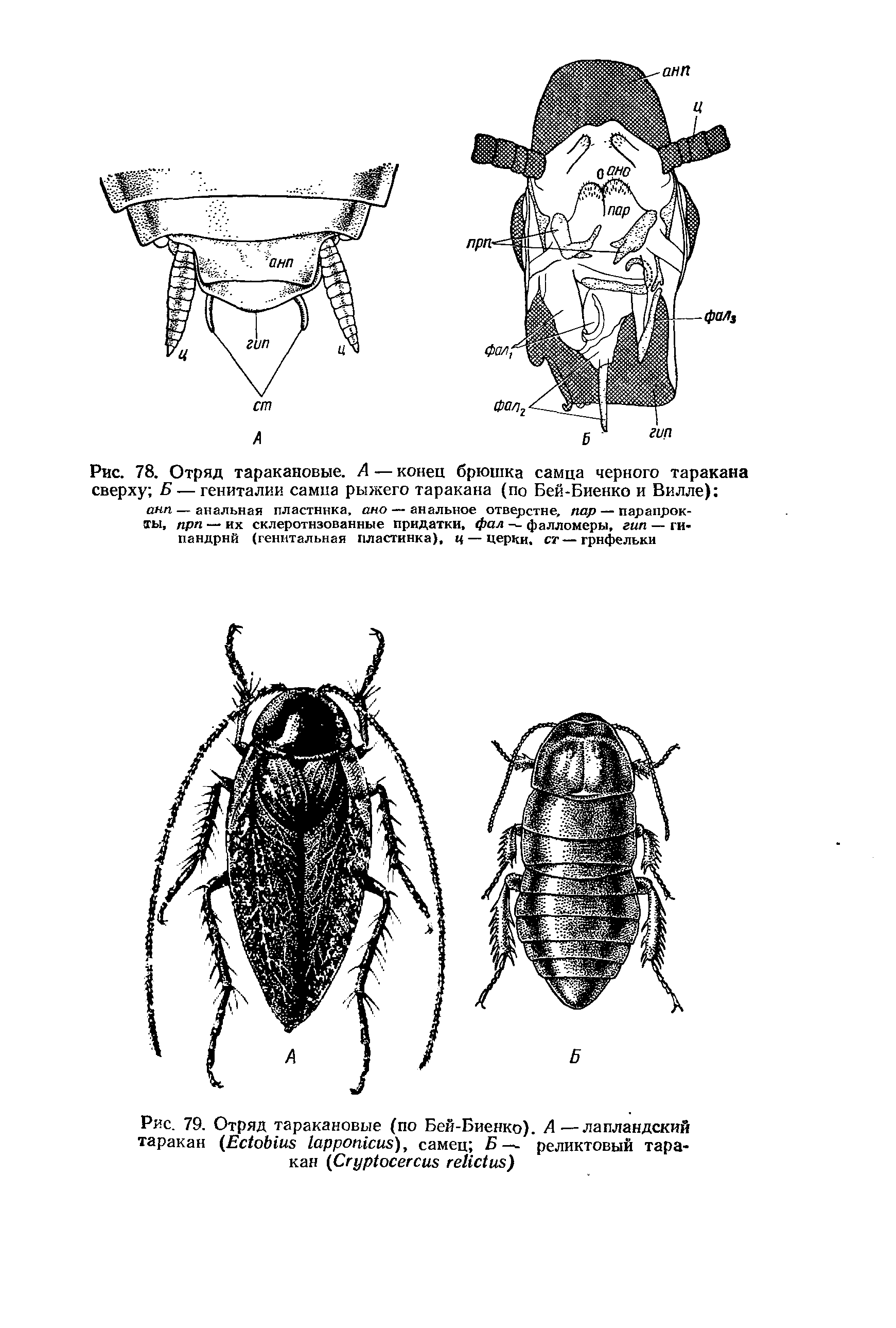 Рис. 79. Отряд таракановые (по Бей-Биенко). А—лапландский таракан (E ), самец Б— реликтовый таракан (C )...