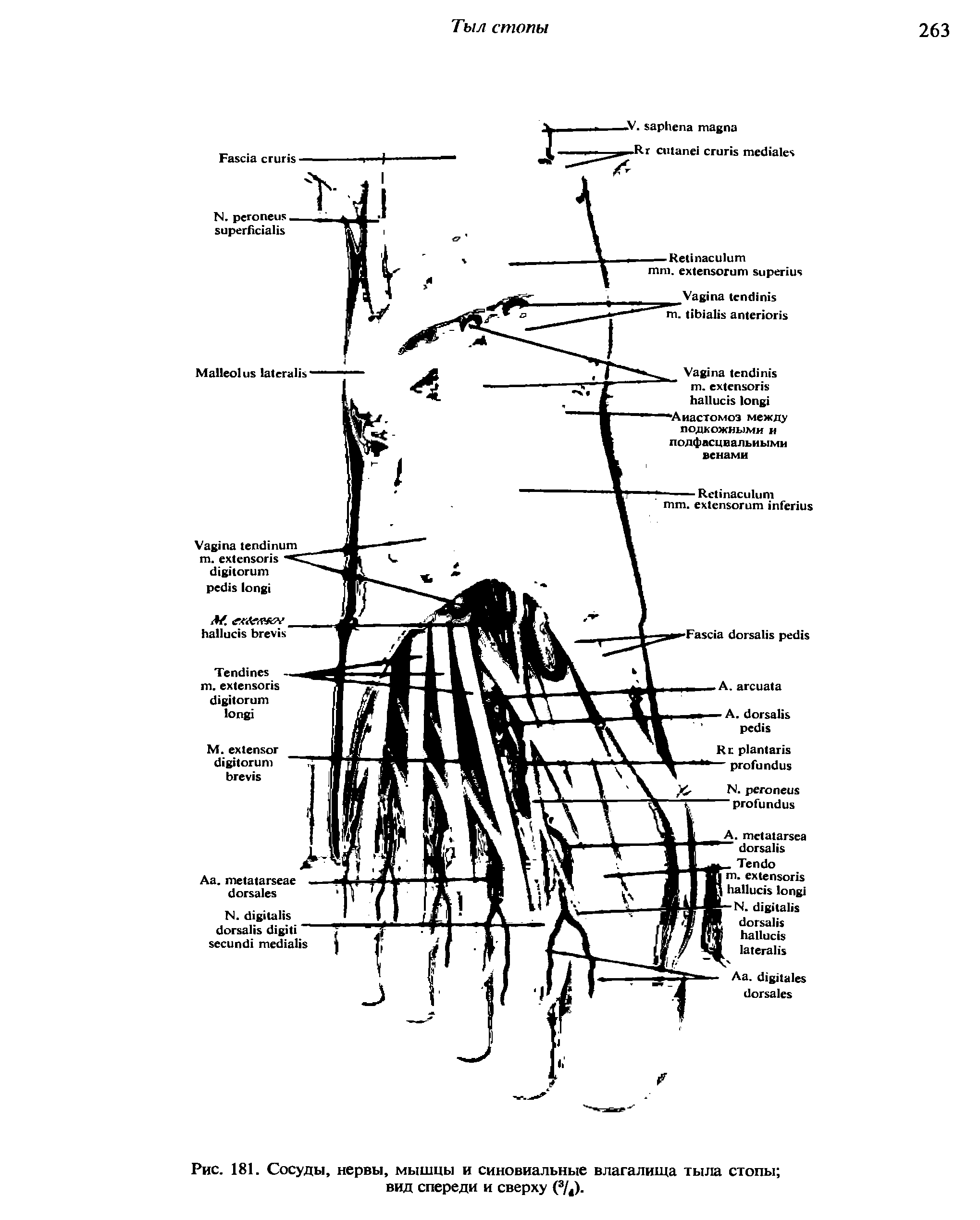 Рис. 181. Сосуды, нервы, мышцы и синовиальные влагалища тыла стопы вид спереди и сверху (3/4).