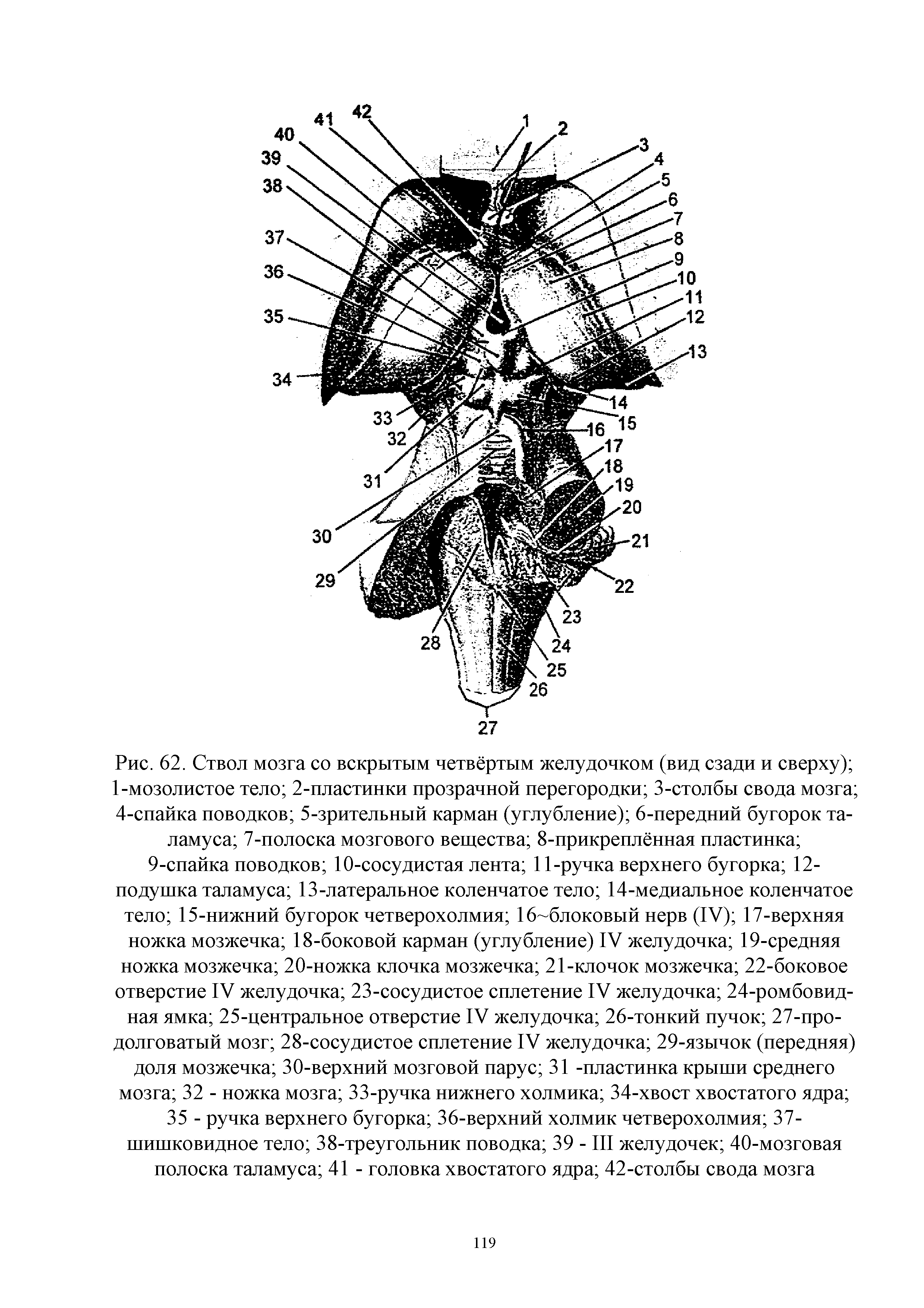 Рис. 62. Ствол мозга со вскрытым четвёртым желудочком (вид сзади и сверху) 1-мозолистое тело 2-пластинки прозрачной перегородки 3-столбы свода мозга 4-спайка поводков 5-зрительный карман (углубление) 6-передний бугорок таламуса 7-полоска мозгового вещества 8-прикреплённая пластинка ...