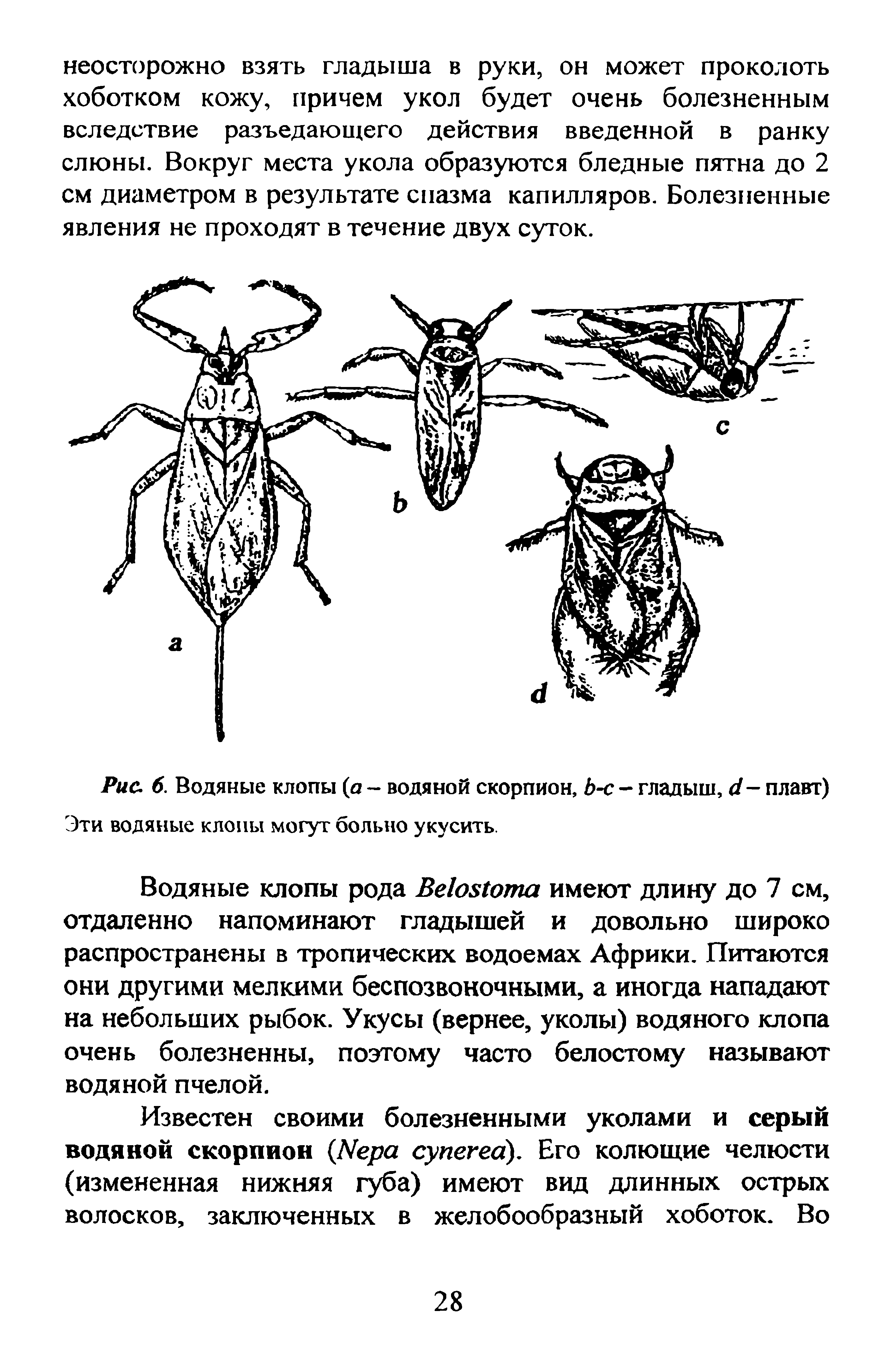 Рис. 6. Водяные клопы (а - водяной скорпион, Ь-с - гладыш, (1 - плавт) Эти водяные клопы могут больно укусить.