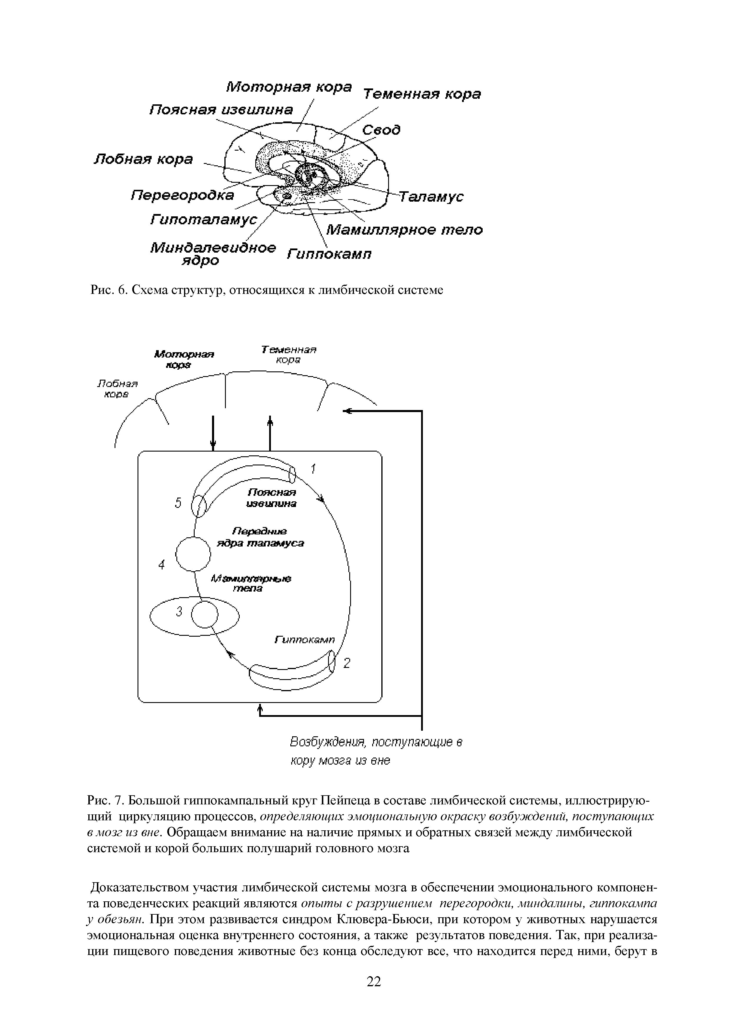 Рис. 7. Большой гиппокампальный круг Пейпеца в составе лимбической системы, иллюстрирующий циркуляцию процессов, определяющих эмоциональную окраску возбуждений, поступающих в мозг из вне. Обращаем внимание на наличие прямых и обратных связей между лимбической системой и корой больших полушарий головного мозга...
