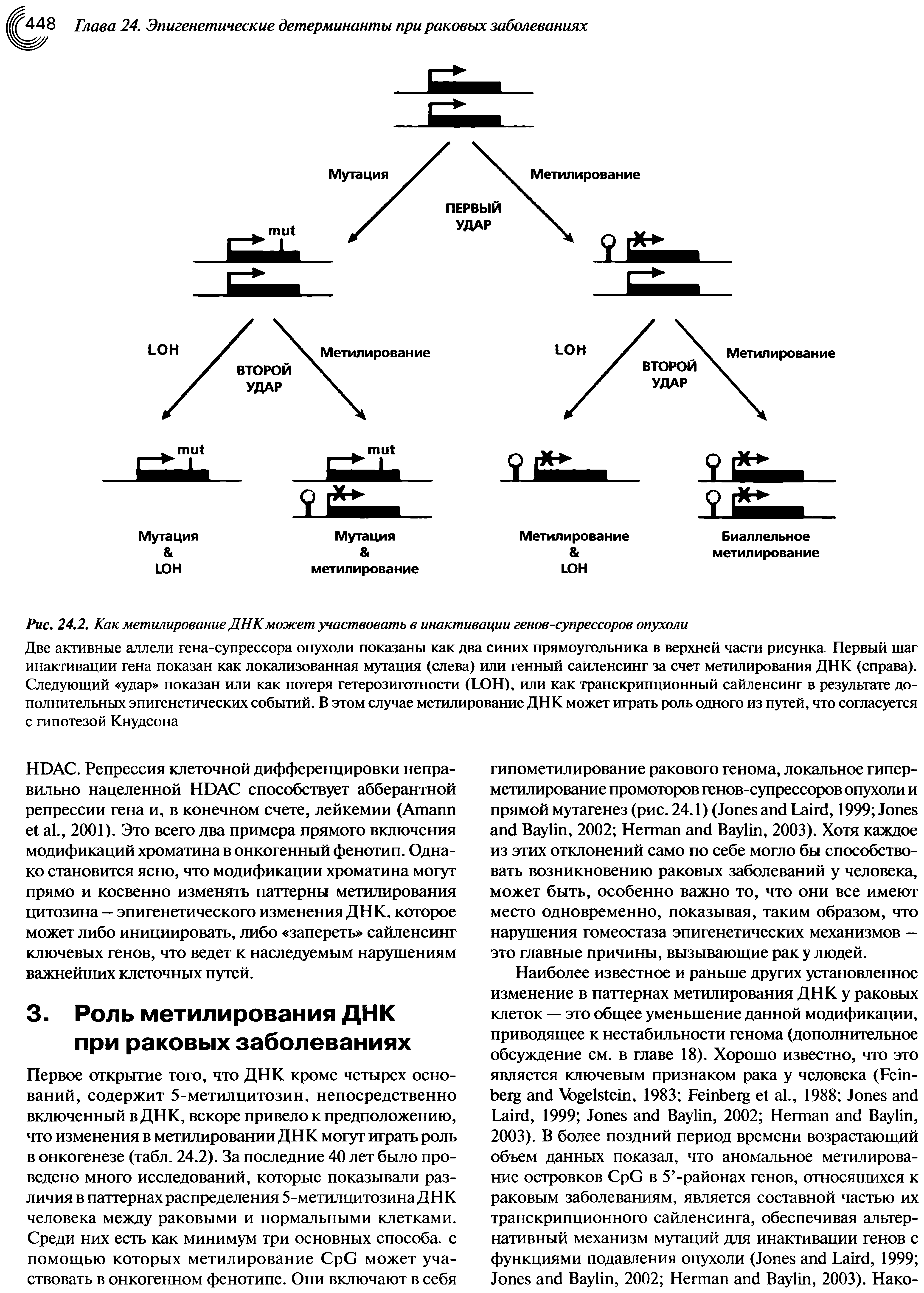 Рис. 24.2. Как метилирование ДНК может участвовать в инактивации генов-супрессоров опухоли...