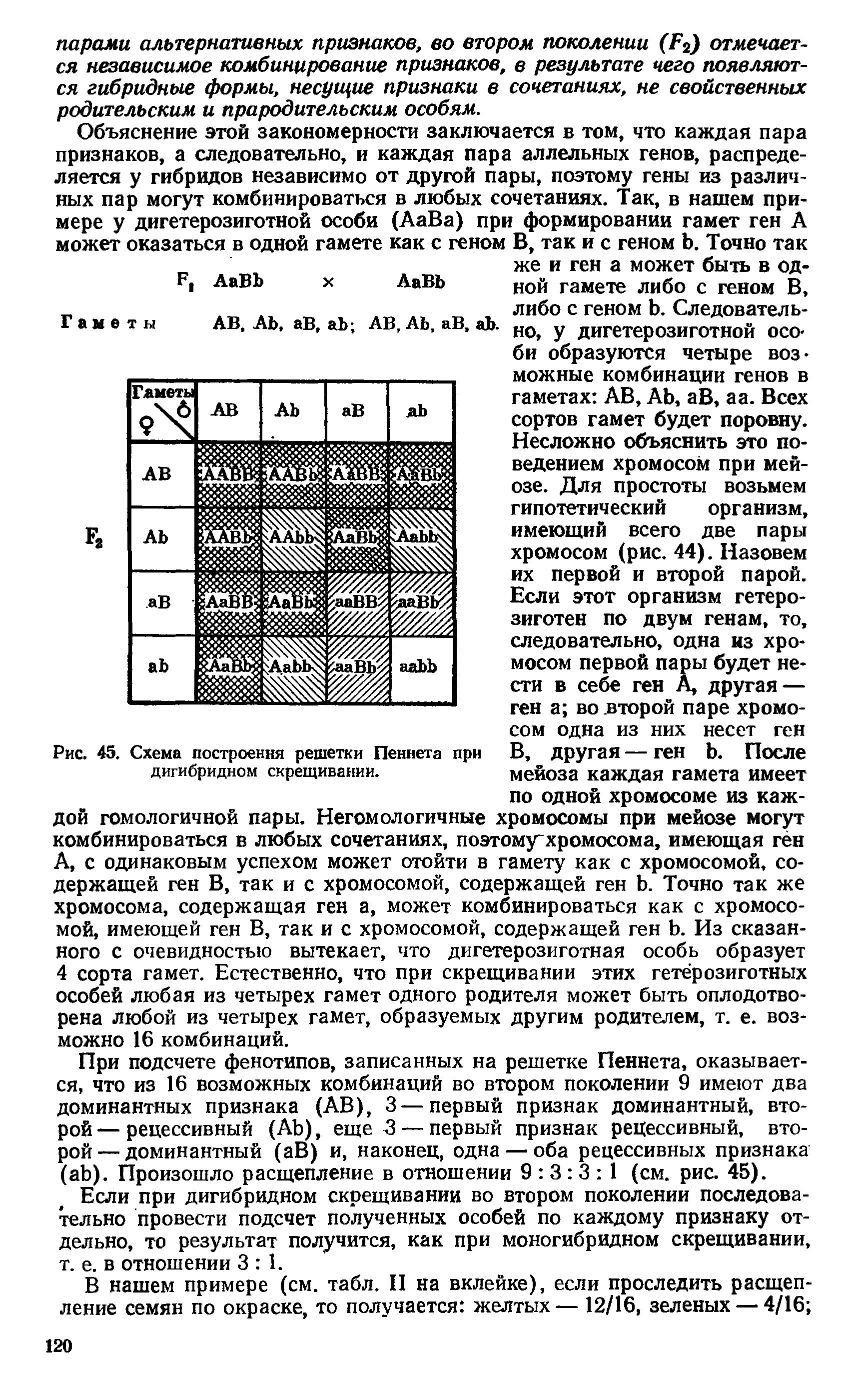 Рис. 45. Схема построения решетки Пениета при дигибридном скрещивании.