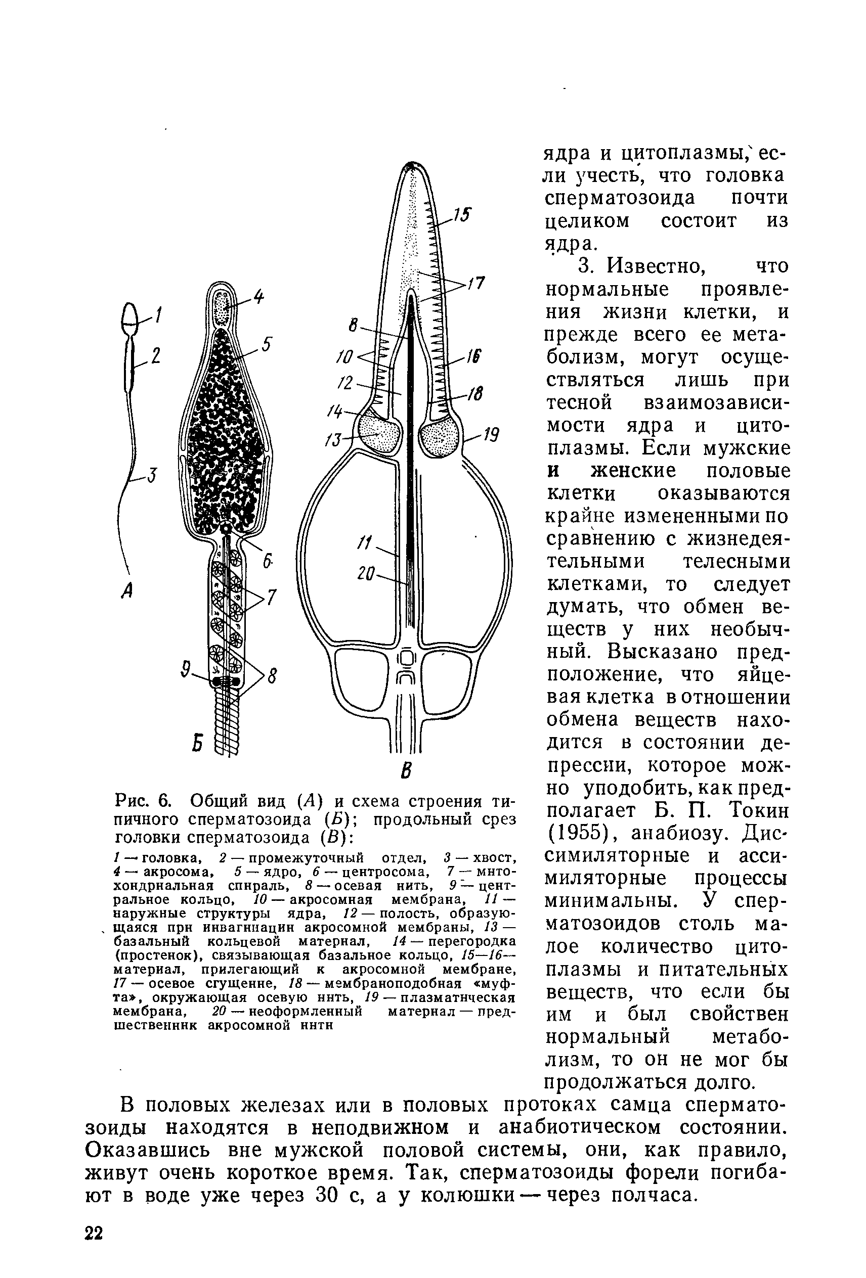 Рис. 6. Общий вид (Д) и схема строения типичного сперматозоида (5) продольный срез головки сперматозоида (В) ...