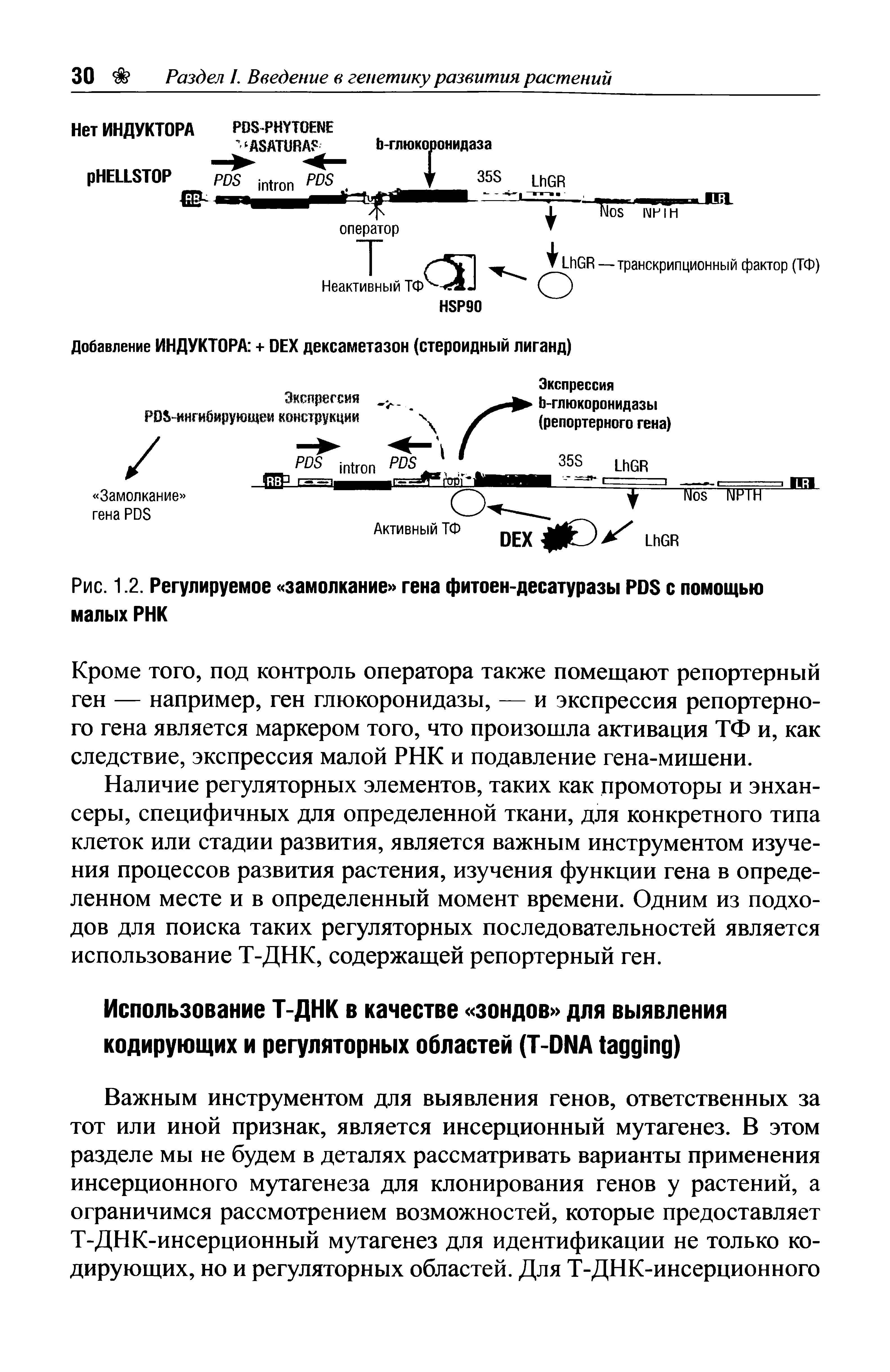 Рис. 1.2. Регулируемое замолкание гена фитоен-десатуразы PDS с помощью малых РНК...