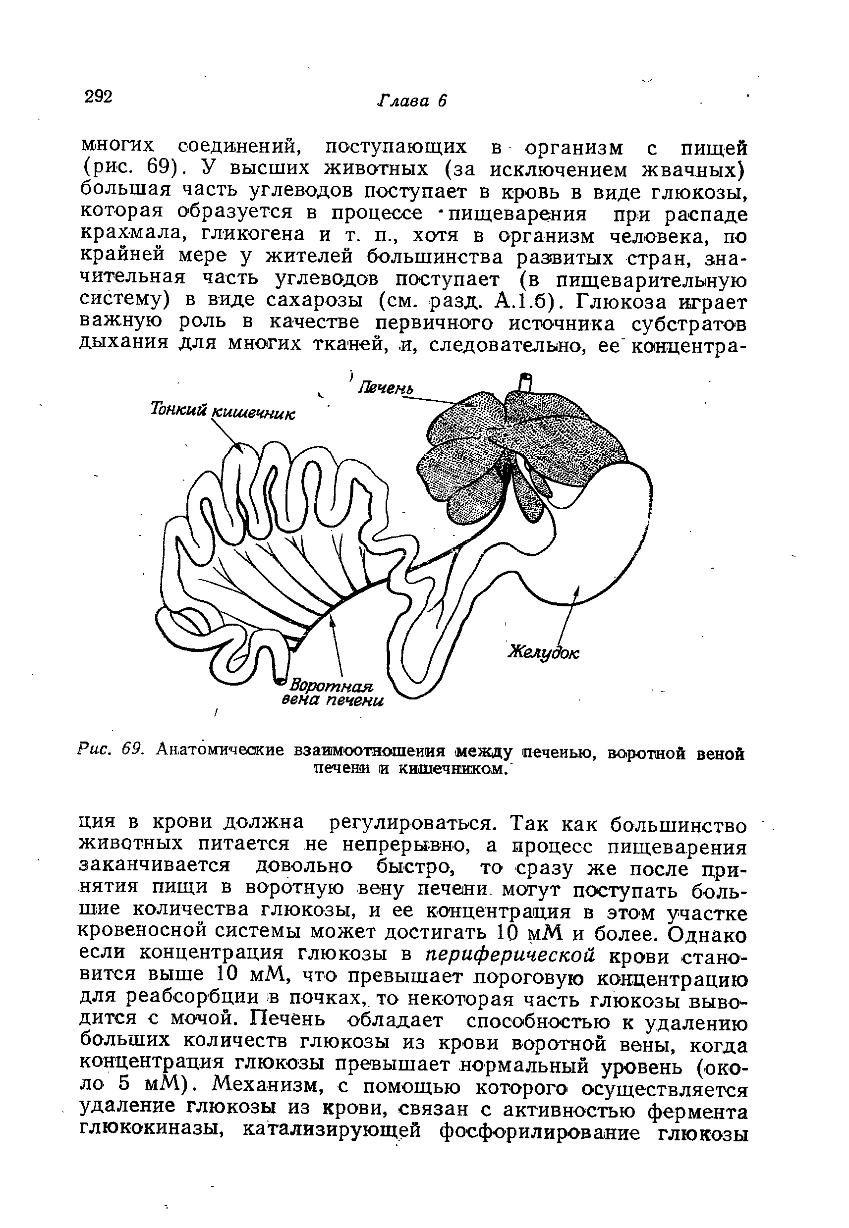 Рис. 69. Анатомические взаимоотношения между печенью, воротной веной печени и кишечником. ...